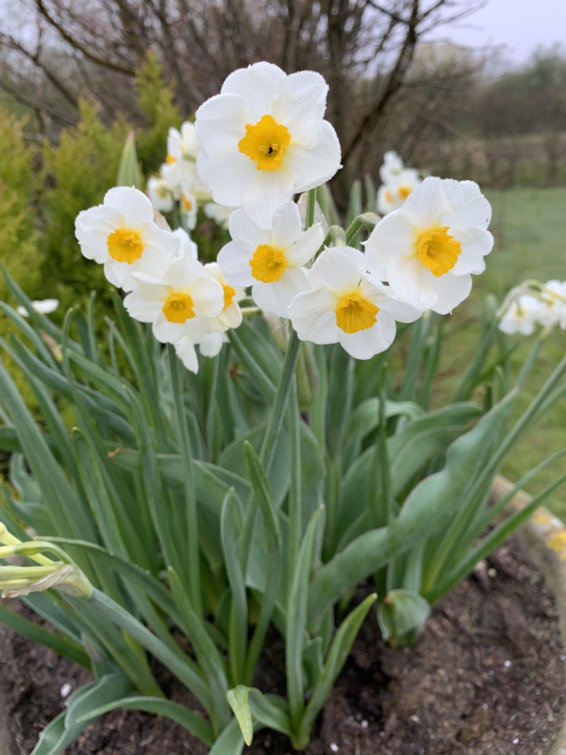 Daffs