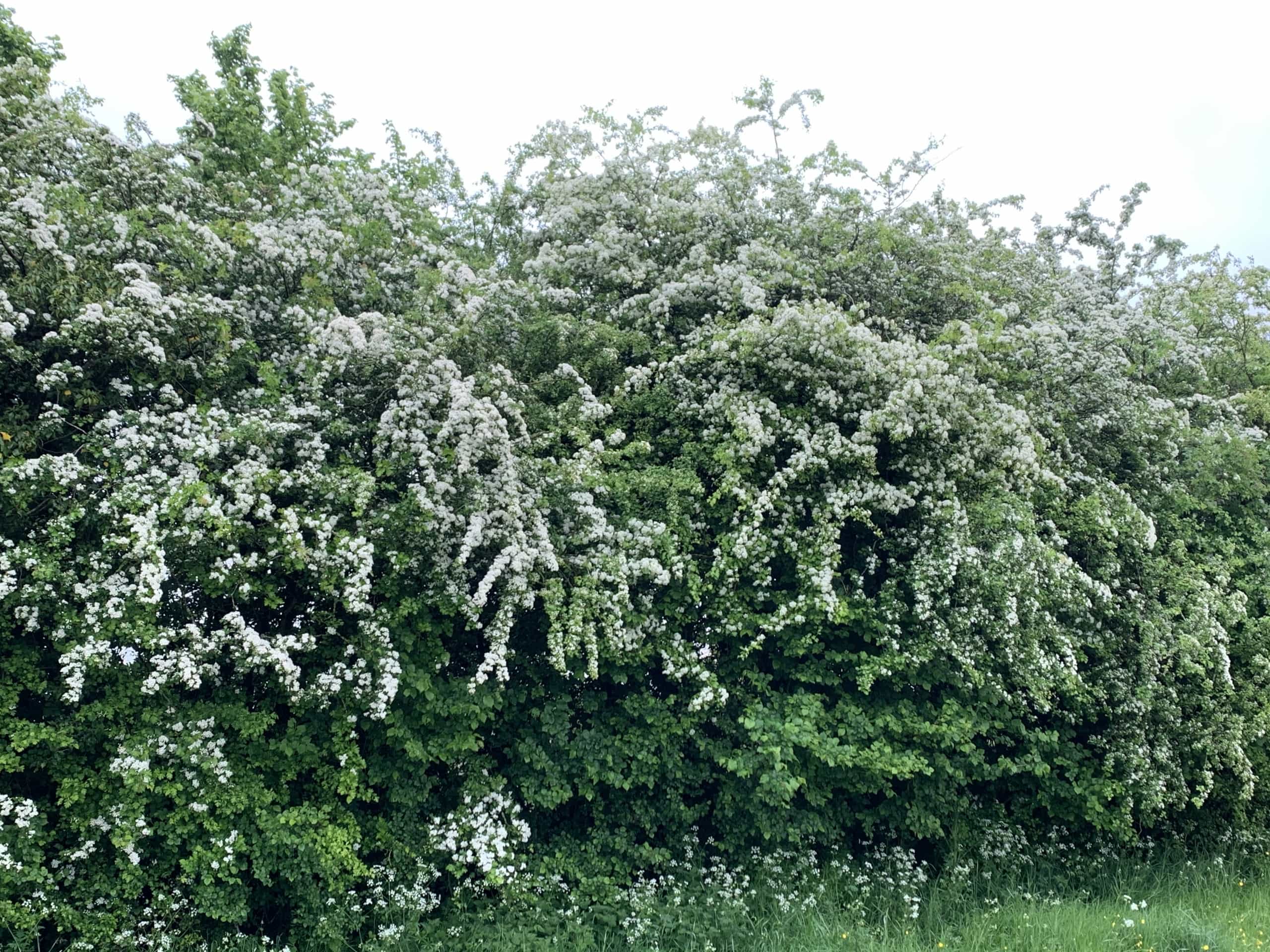 Hedge Row Hedge Row