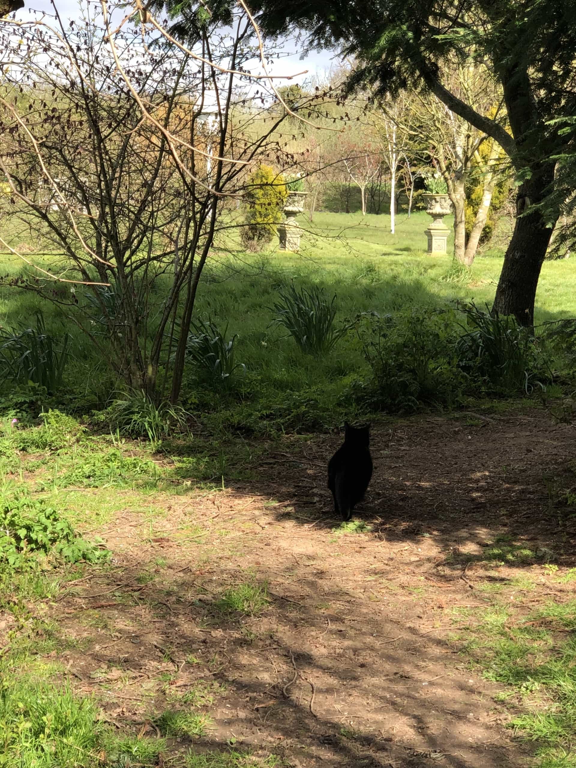 Kittywander Kittywander