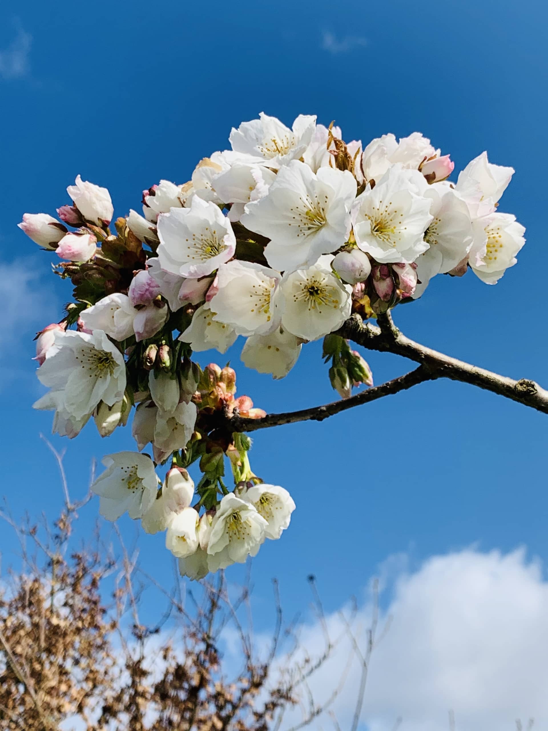 Magnolia Magnolia