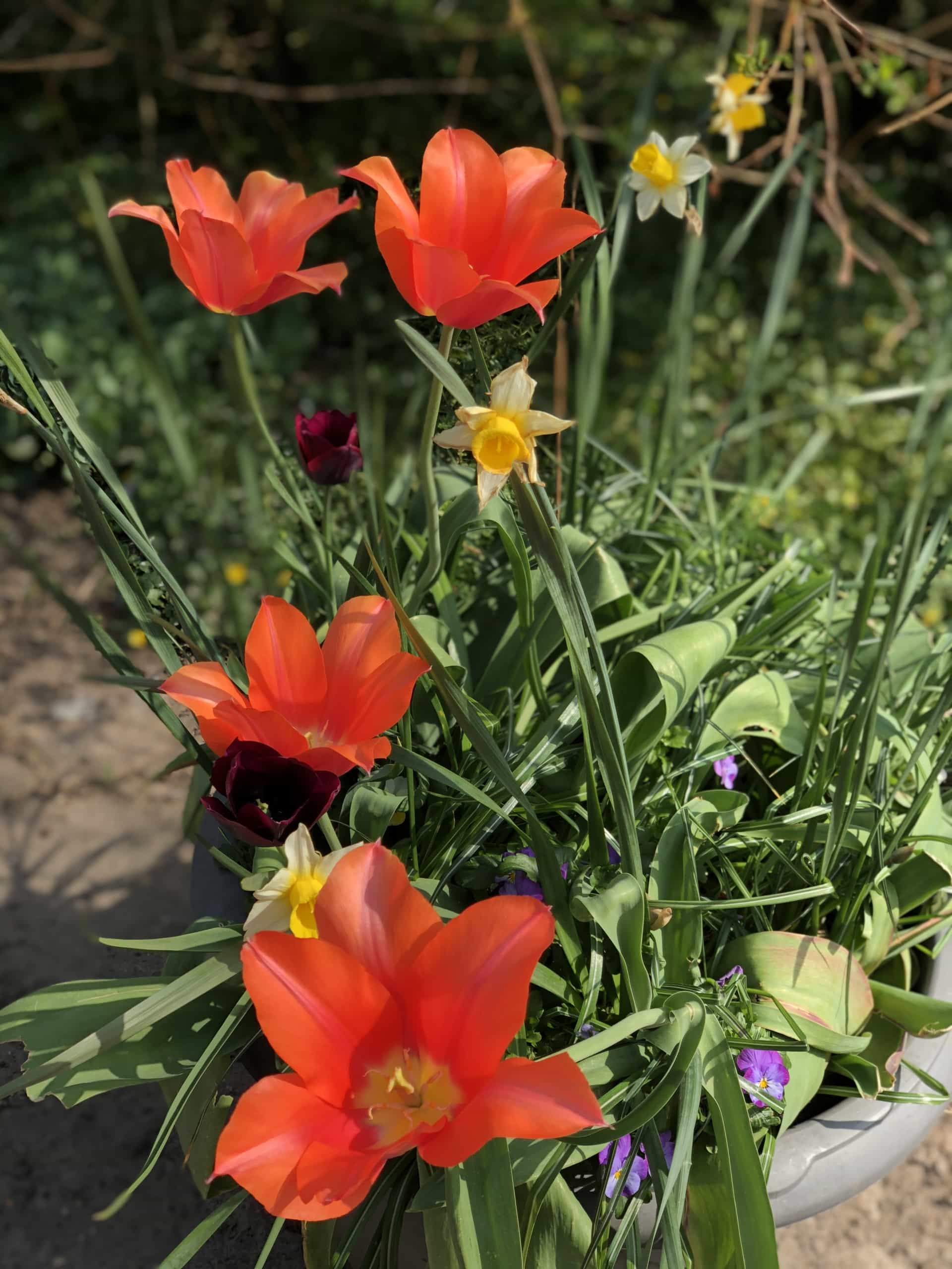 Tulips2 Tulips2