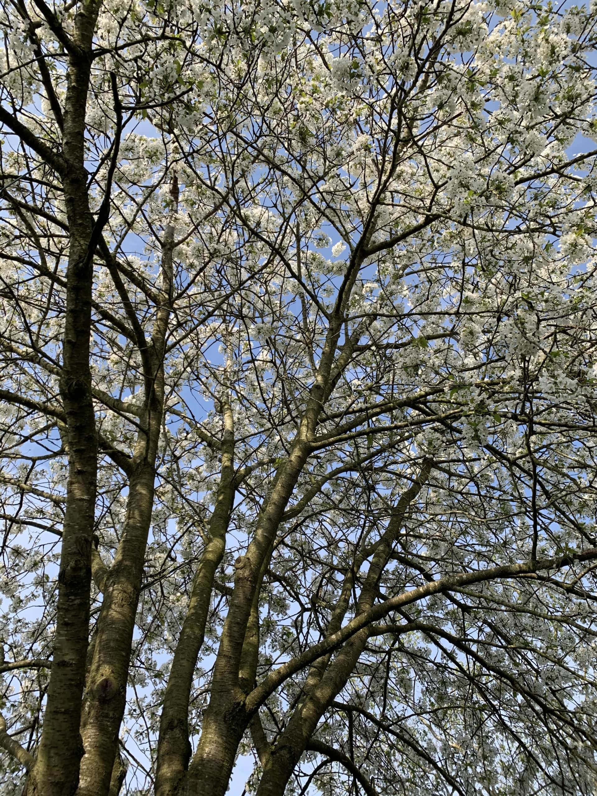 Wildcherry Wildcherry