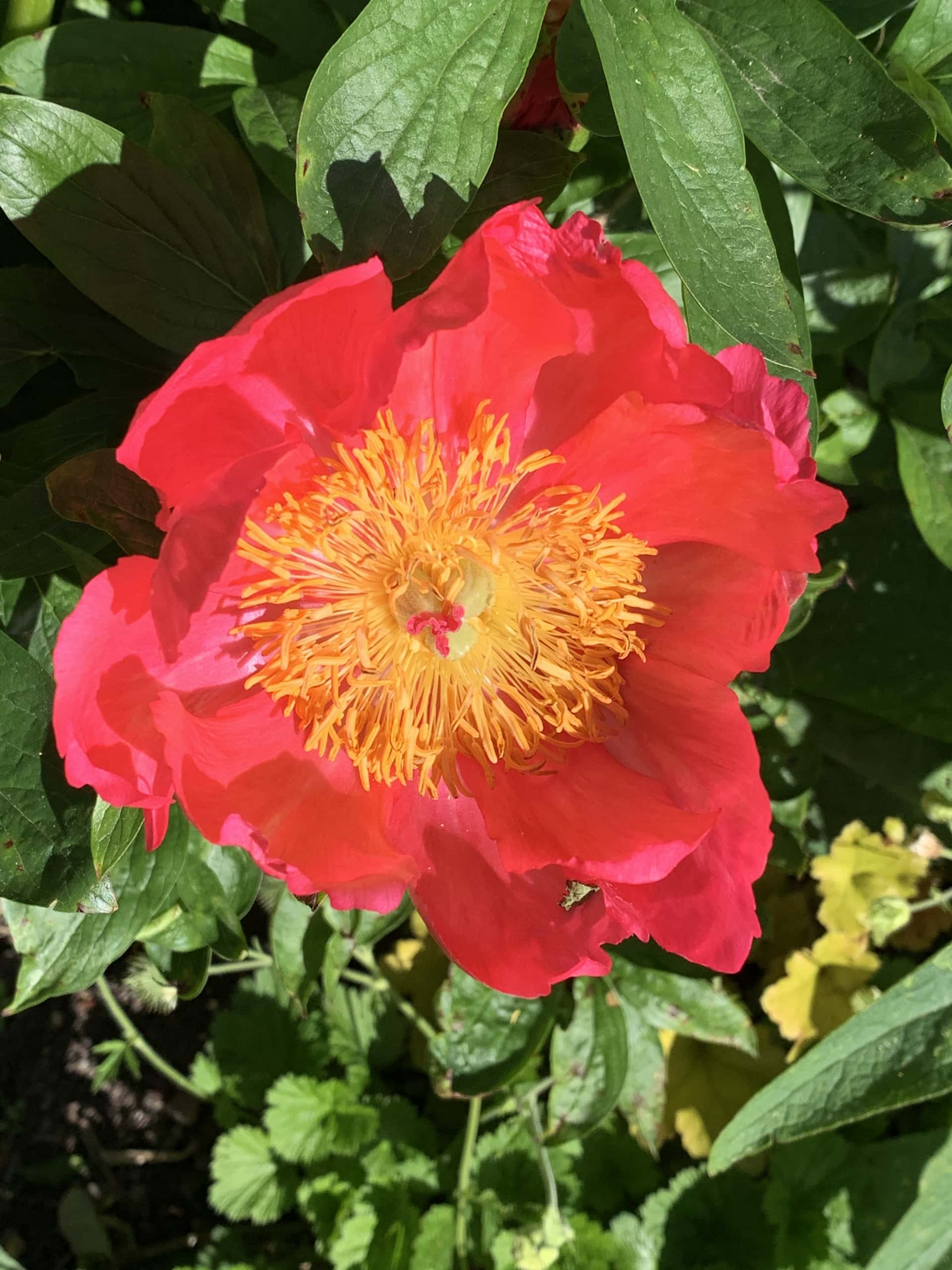 Peony Peony