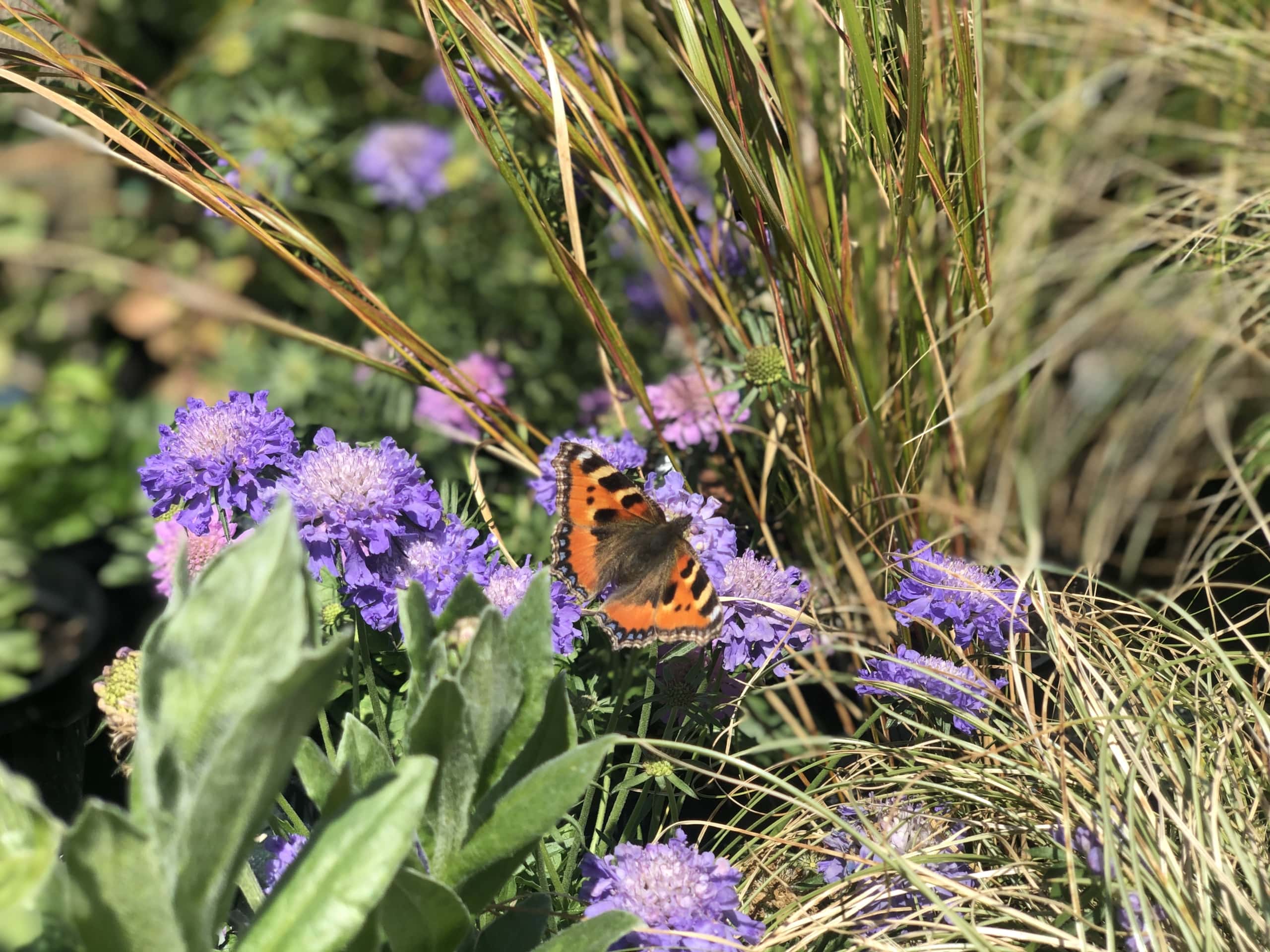 Butterfly Butterfly