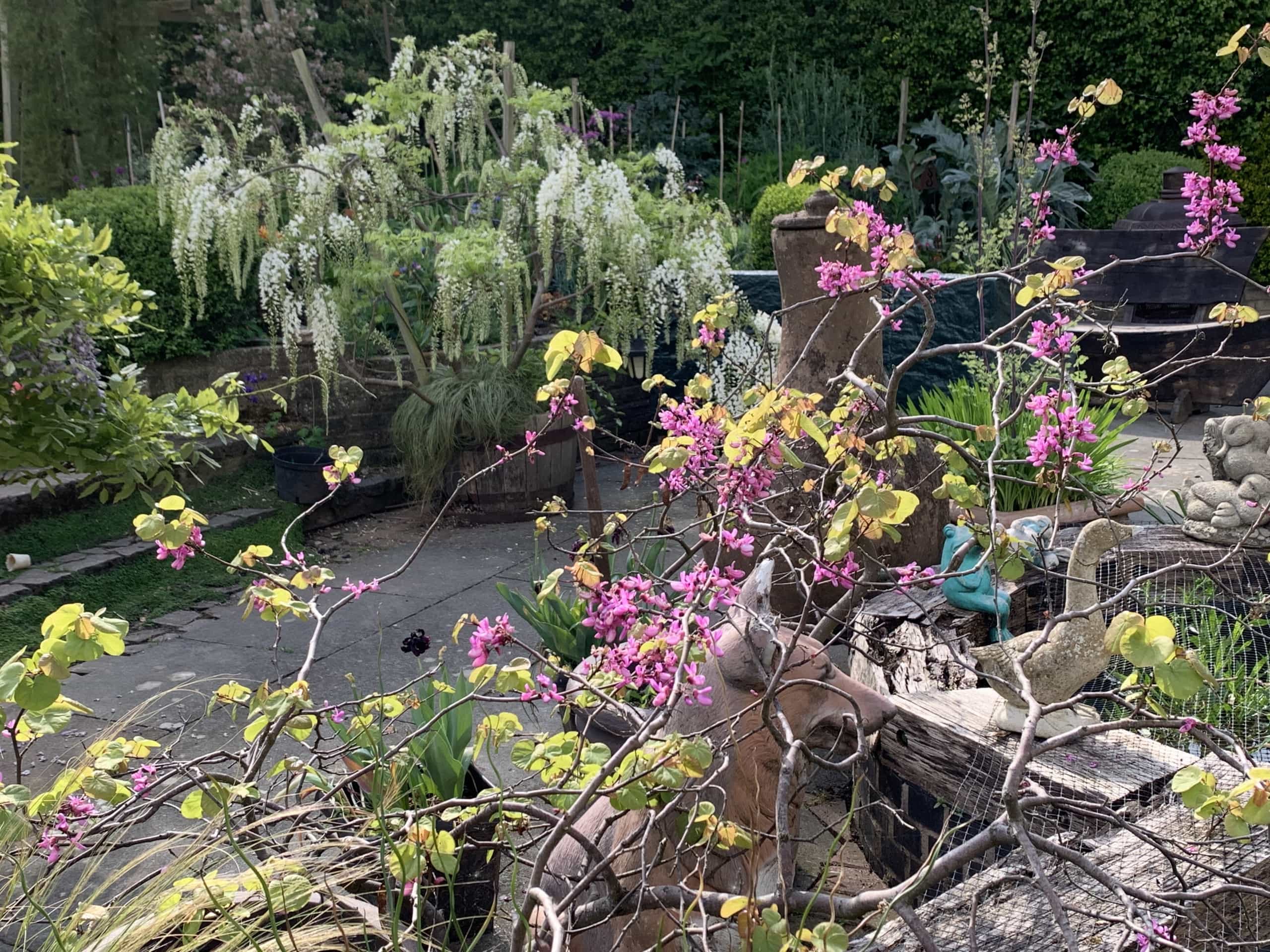 Cercis Cercis