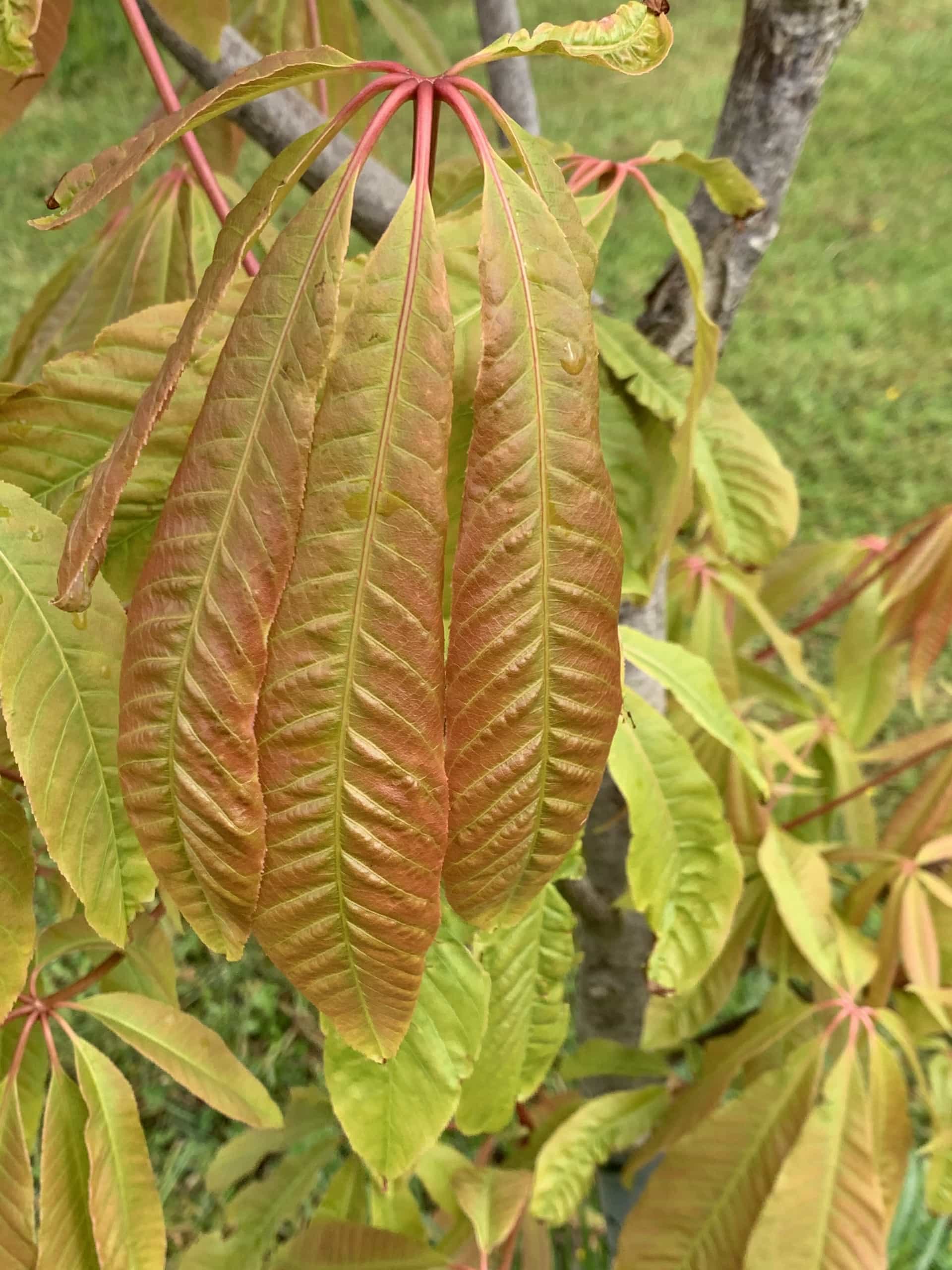 Chestnut Leaf Chestnut Leaf