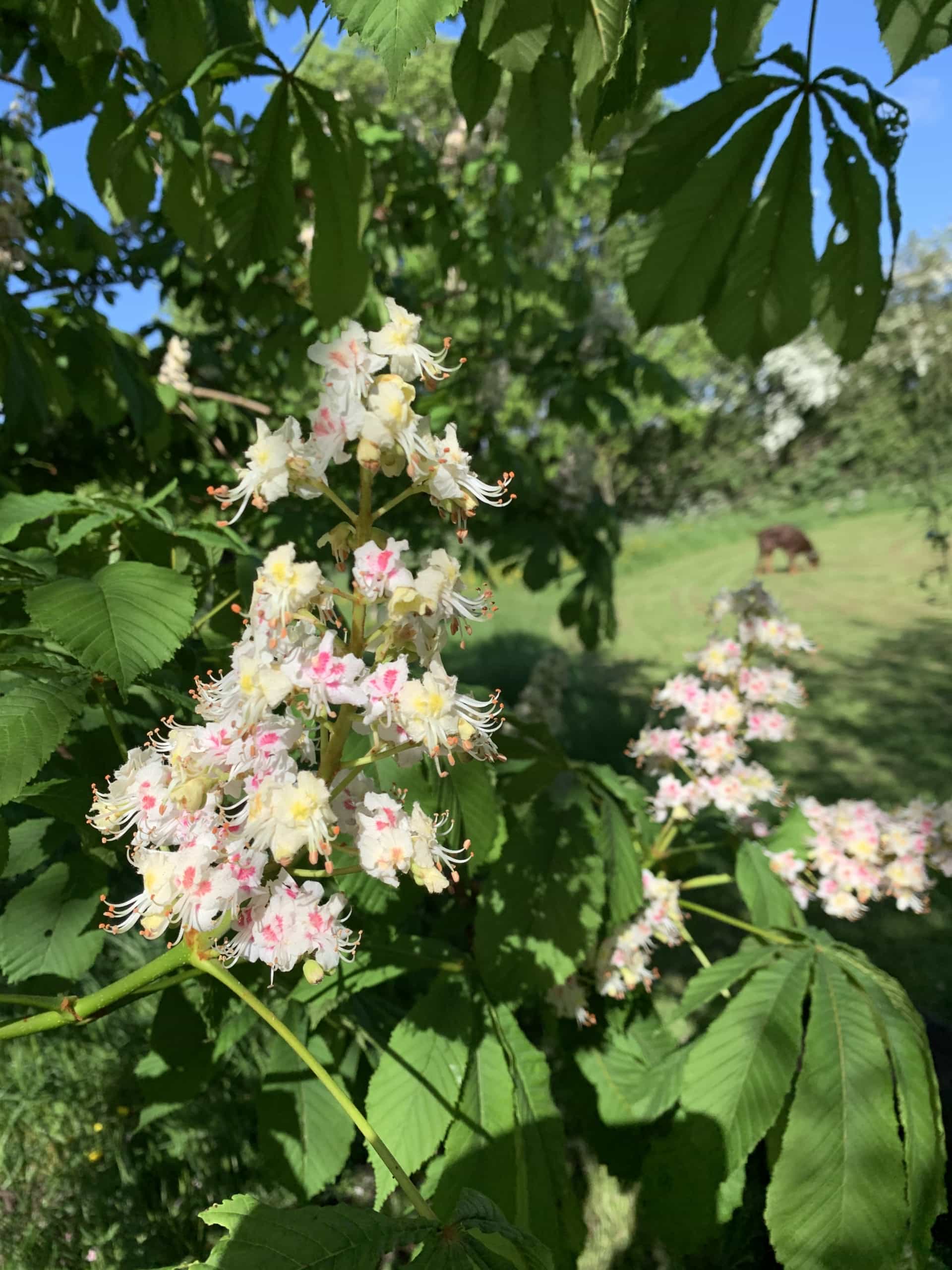 Chestnut Tree Flower