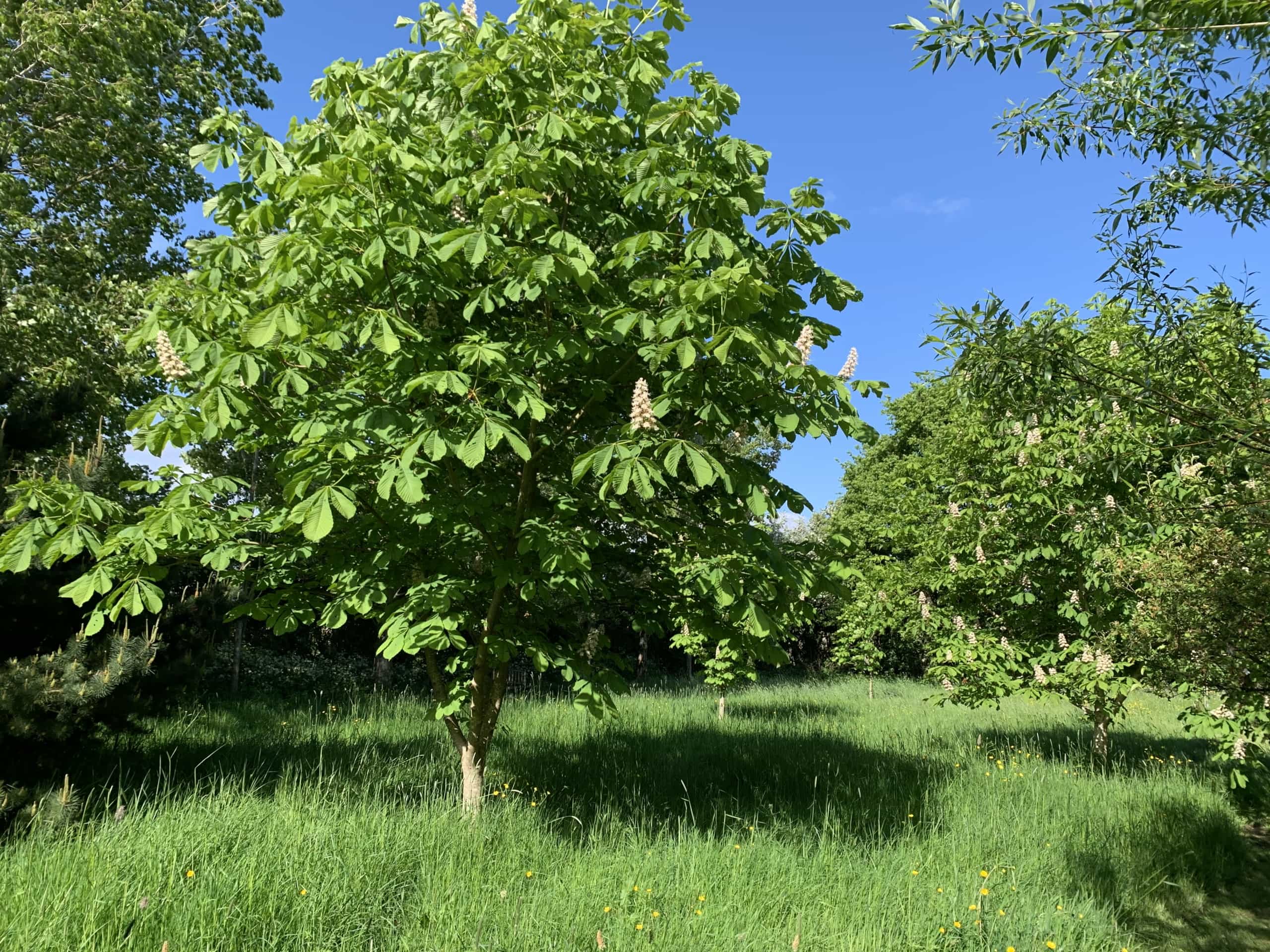 Chestnuttree