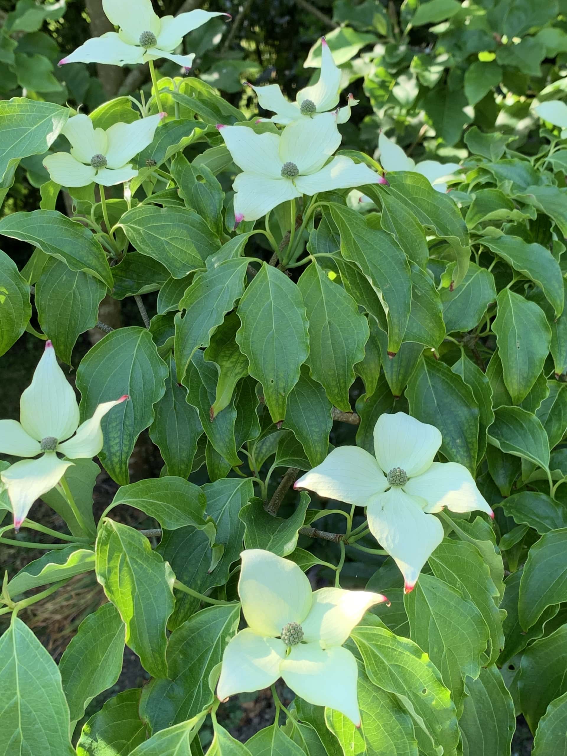 Cornus Cornus