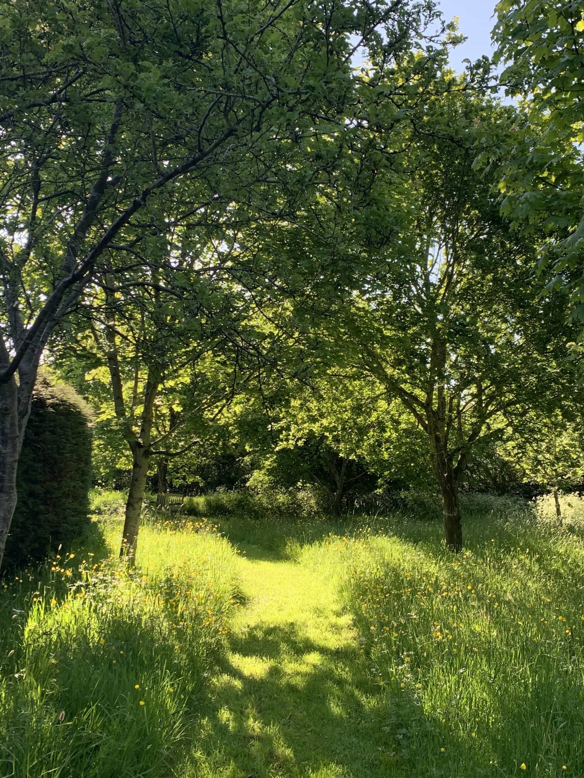 Dogwalks Dogwalks