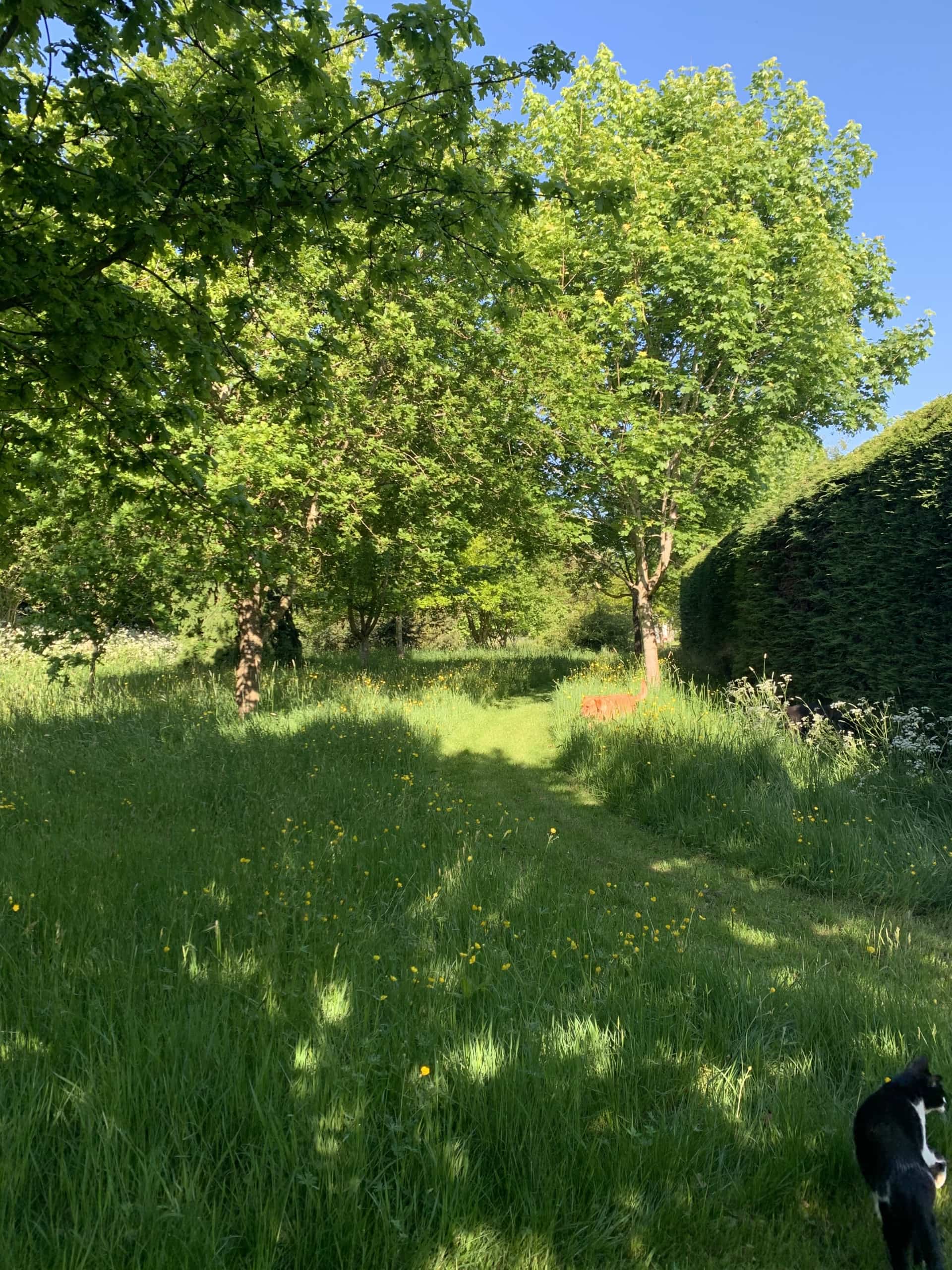 Dogwalks2 Dogwalks2