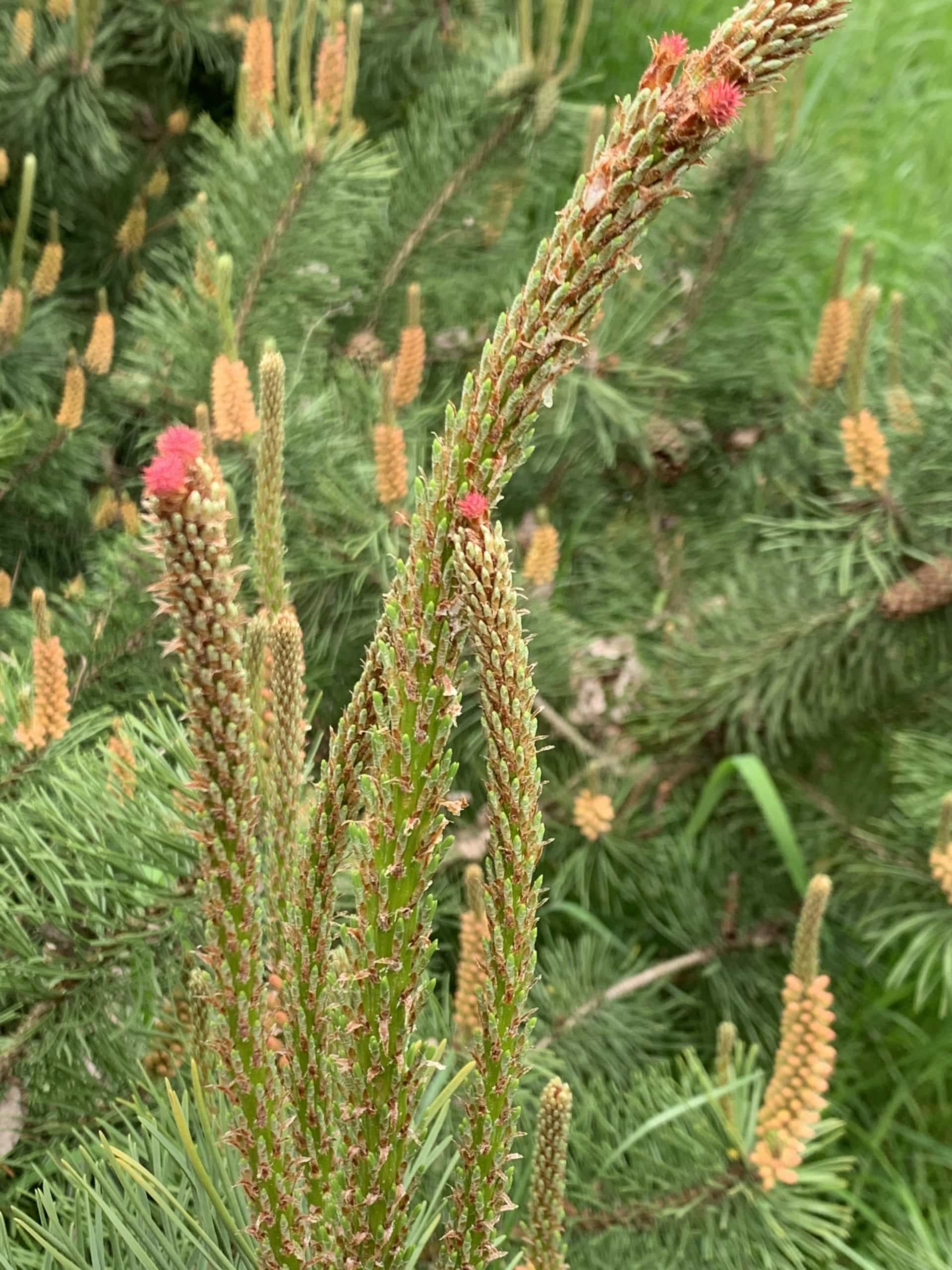 Flower Flower