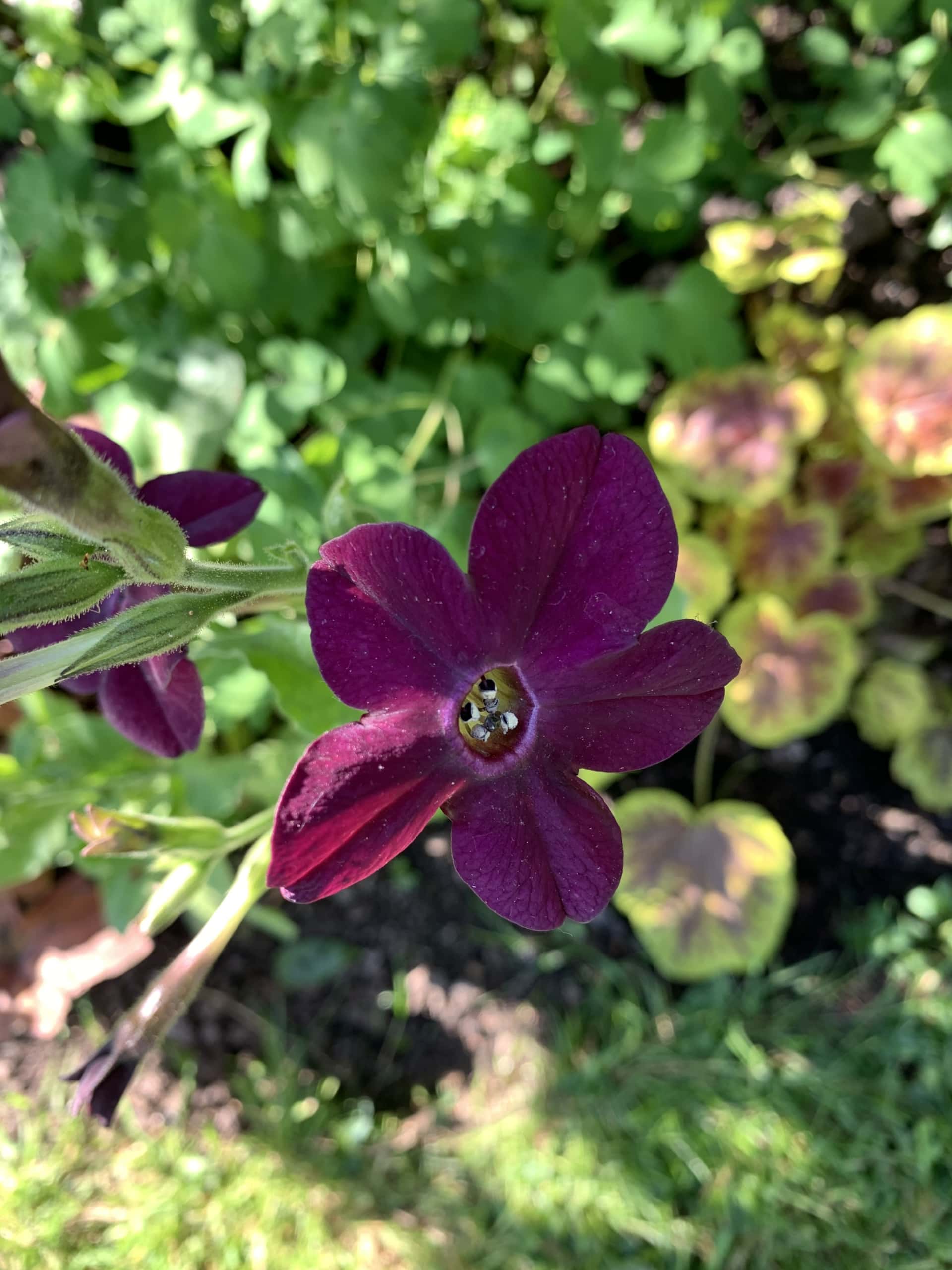 Flower1 Flower1