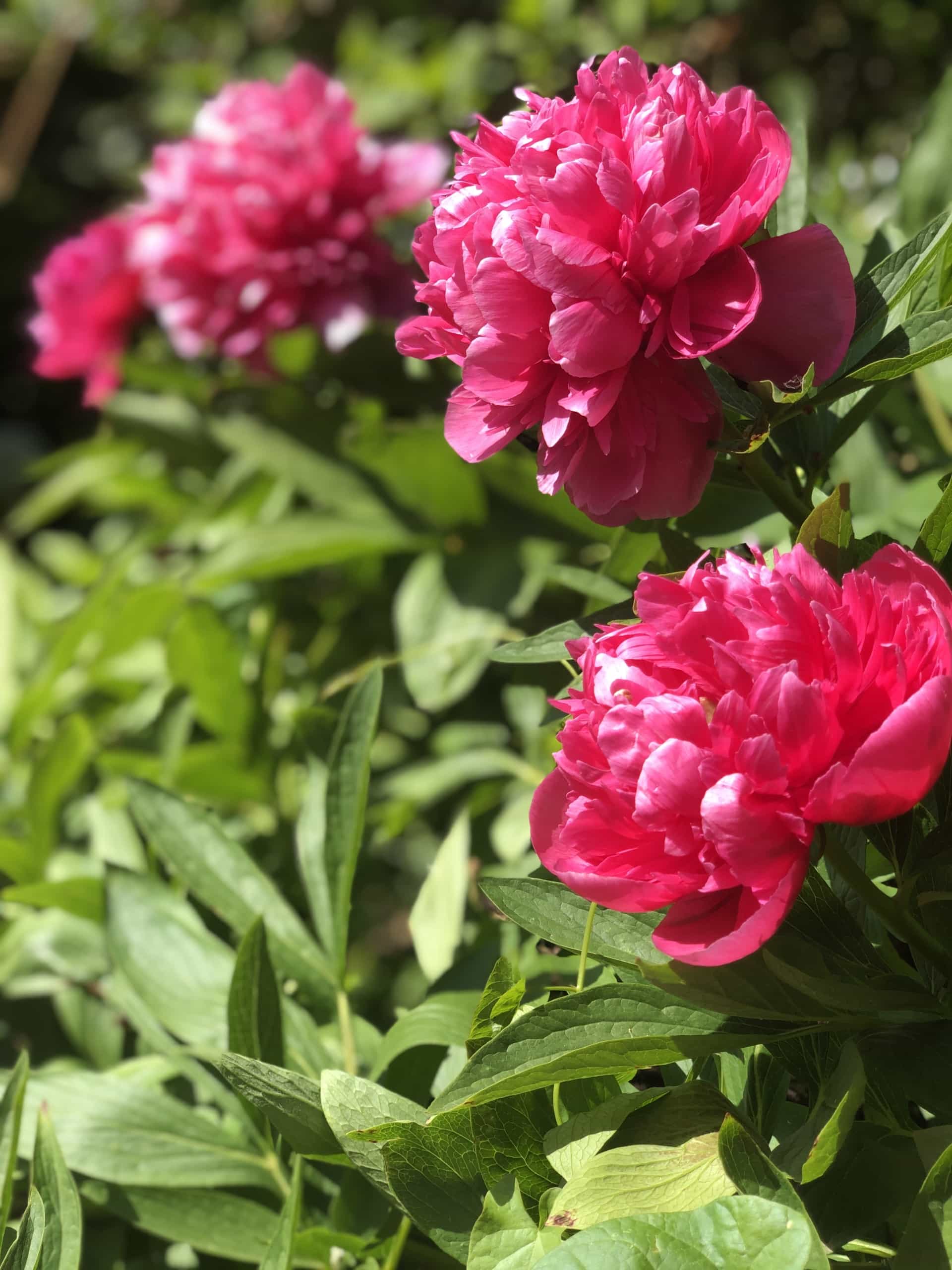 Flowers2 Flowers2