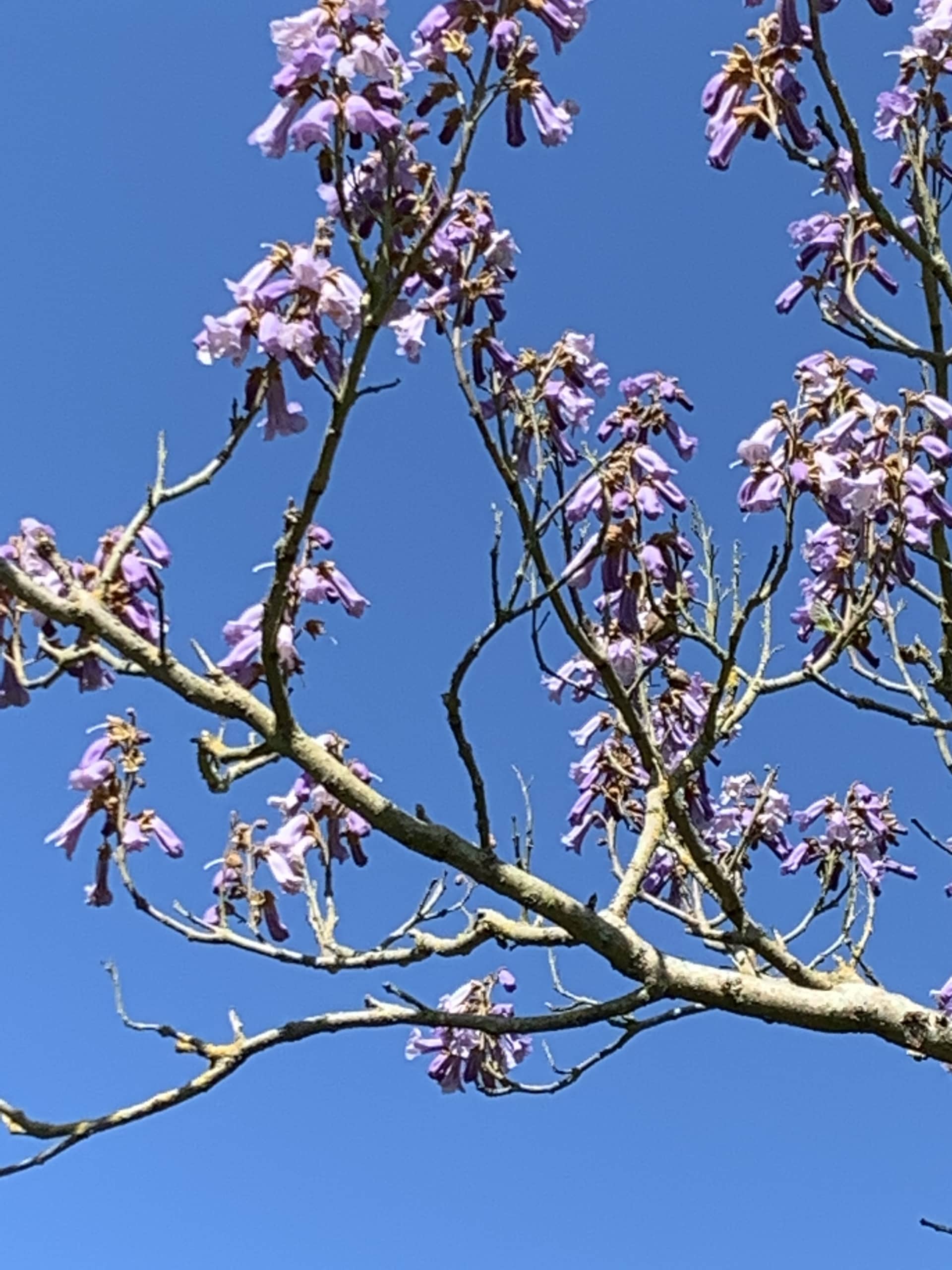 Foxglovetree1 Foxglovetree1