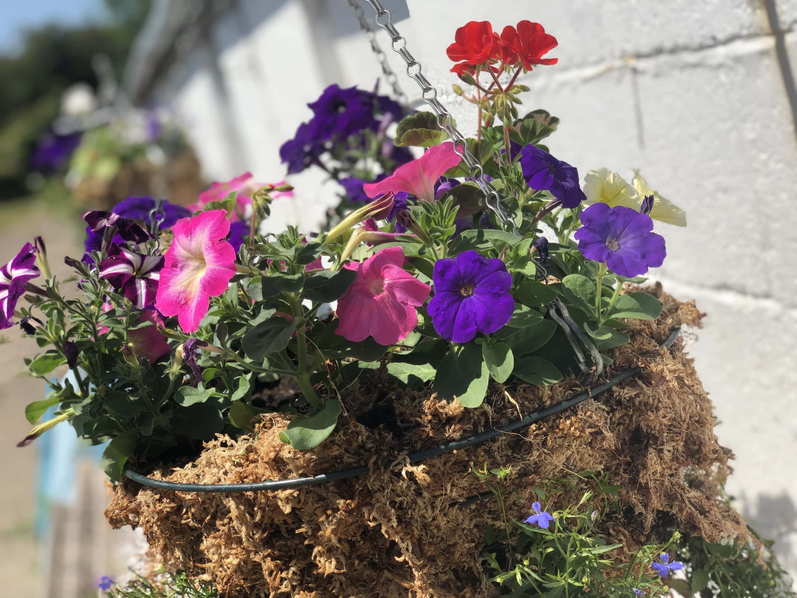 Hanging Basket Hanging Basket