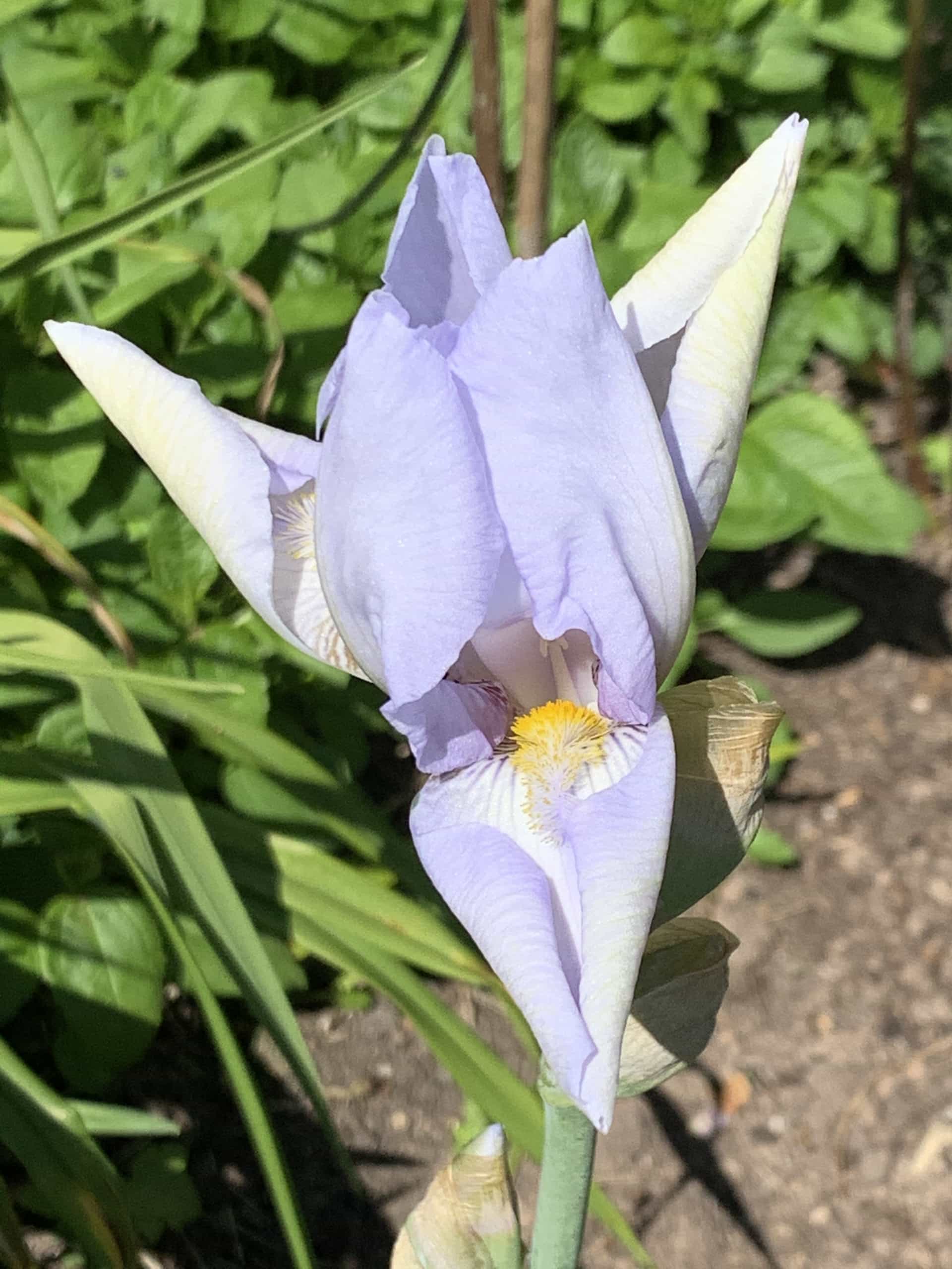 Iris Iris