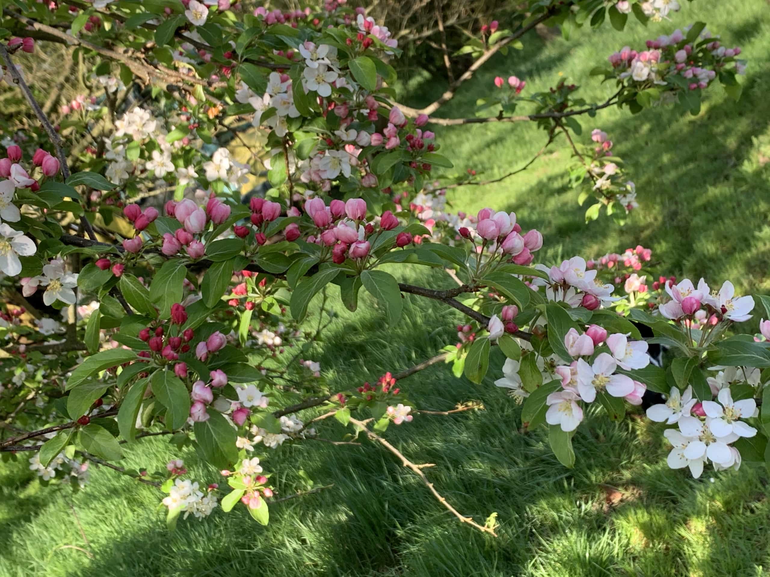 Malus Malus