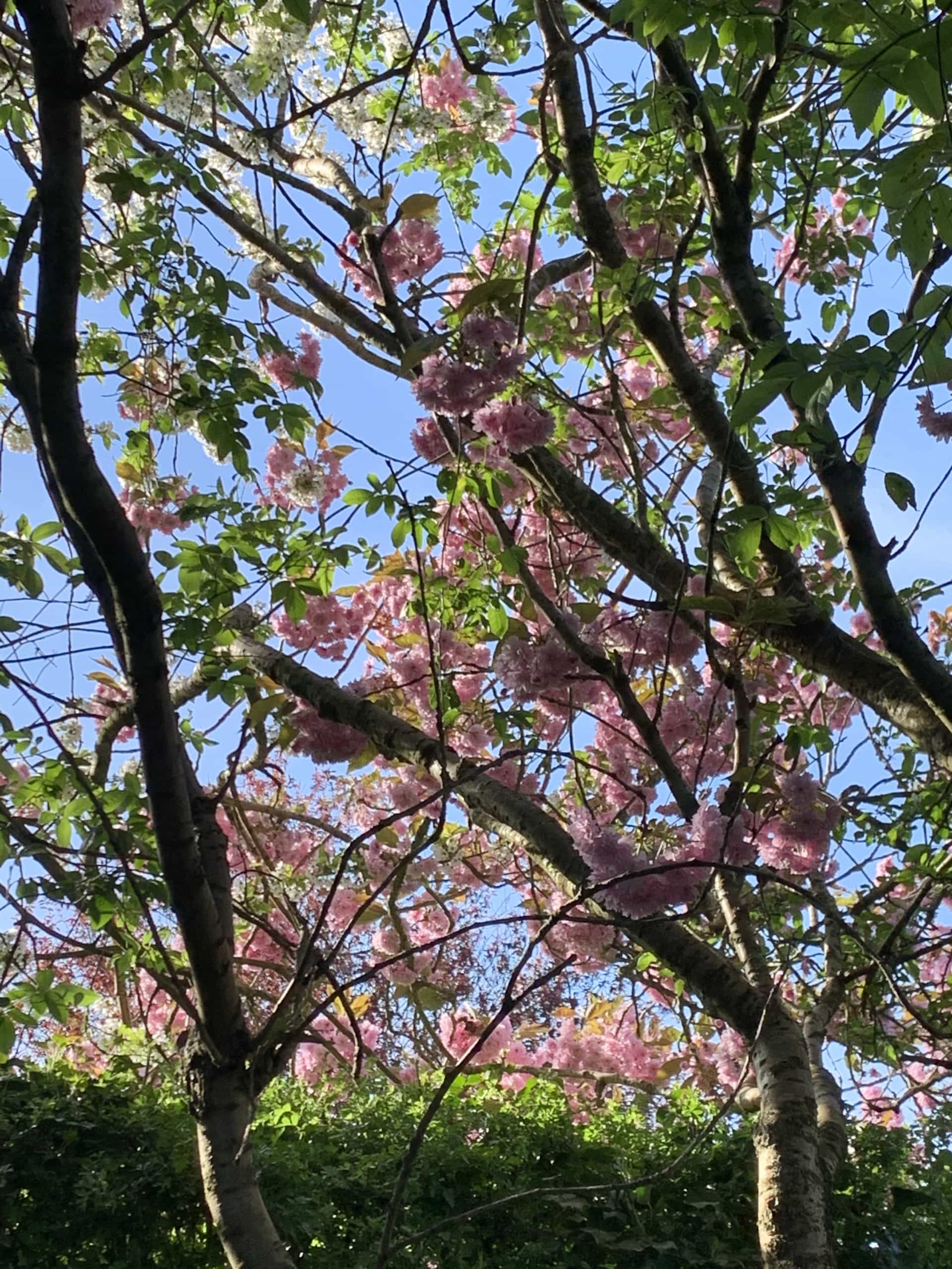 Prunus Prunus