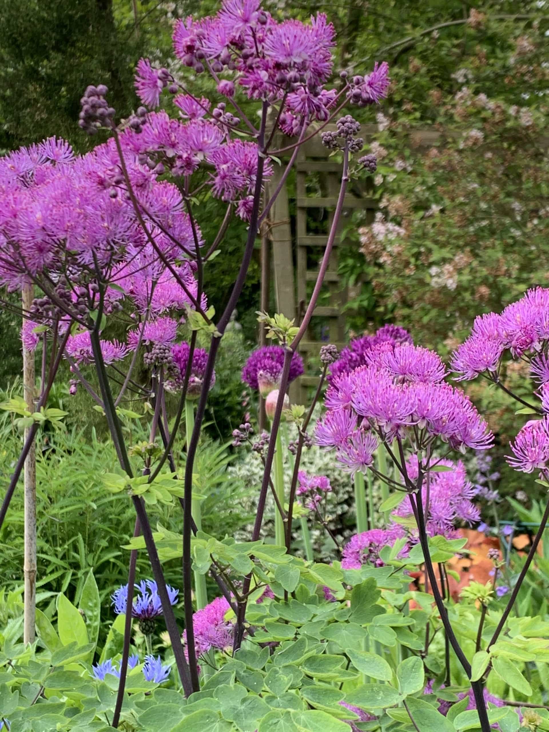 Purple Purple