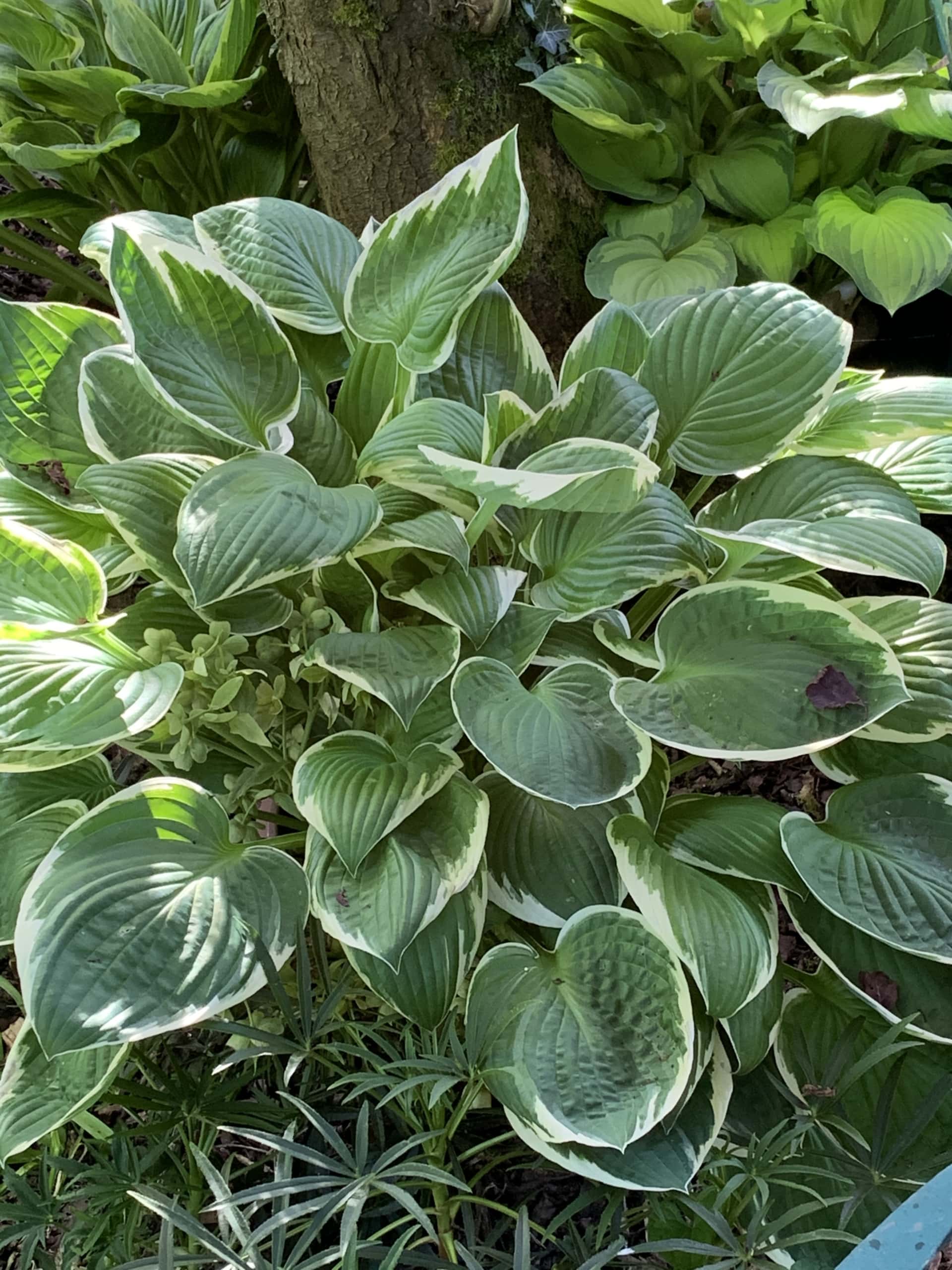 Shrub Shrub