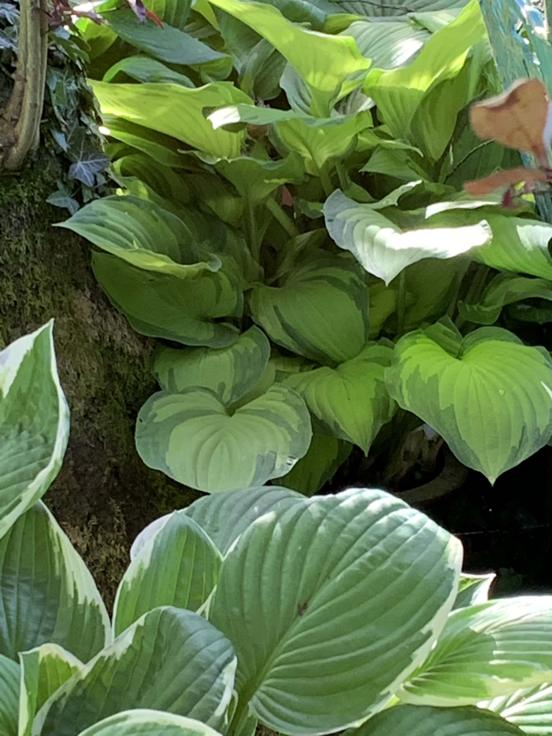 Shrub2 Shrub2