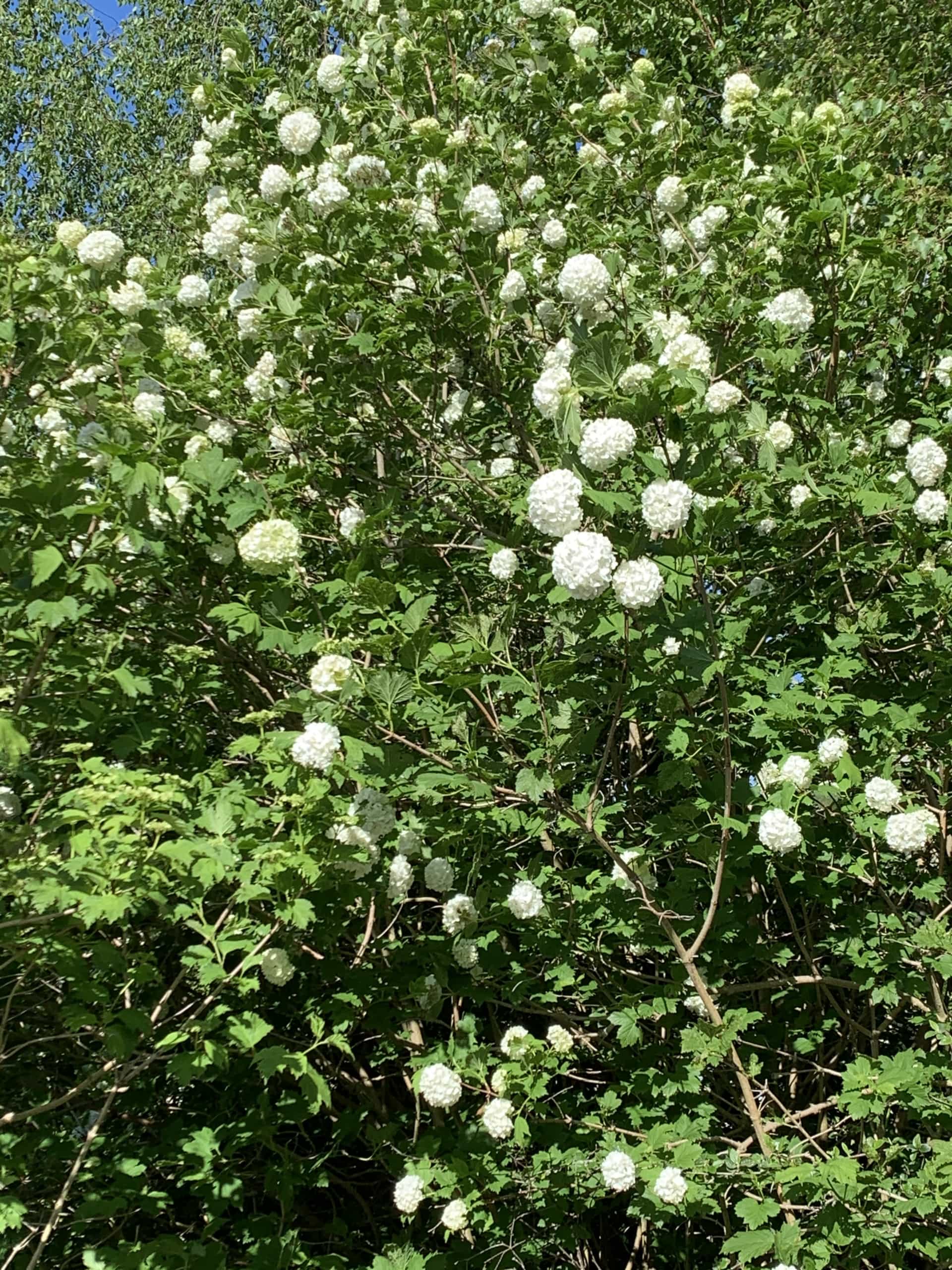 Viburnum Snowball Viburnum Snowball