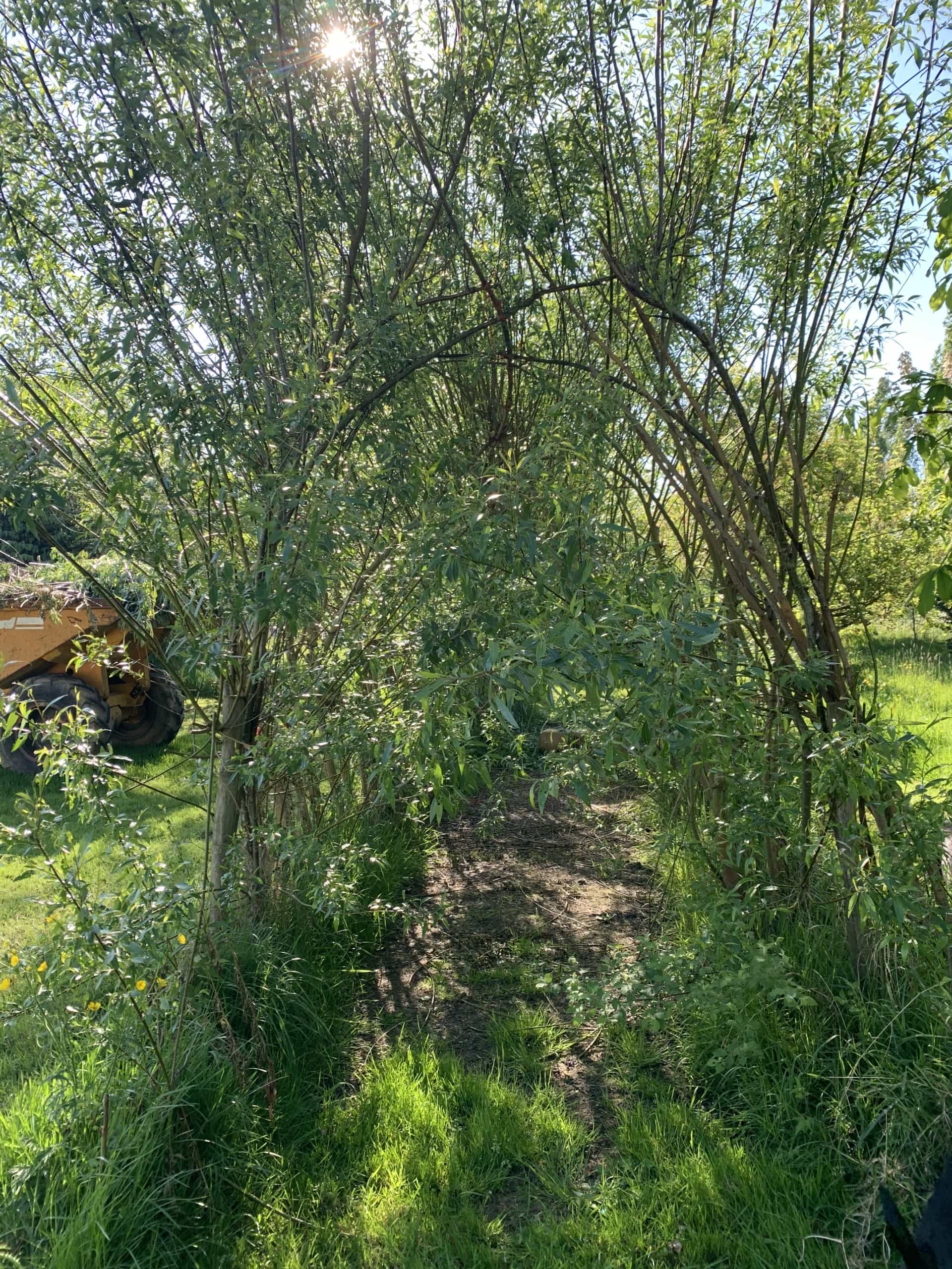 Willow Walk Qaurter Done Willow Walk Qaurter Done