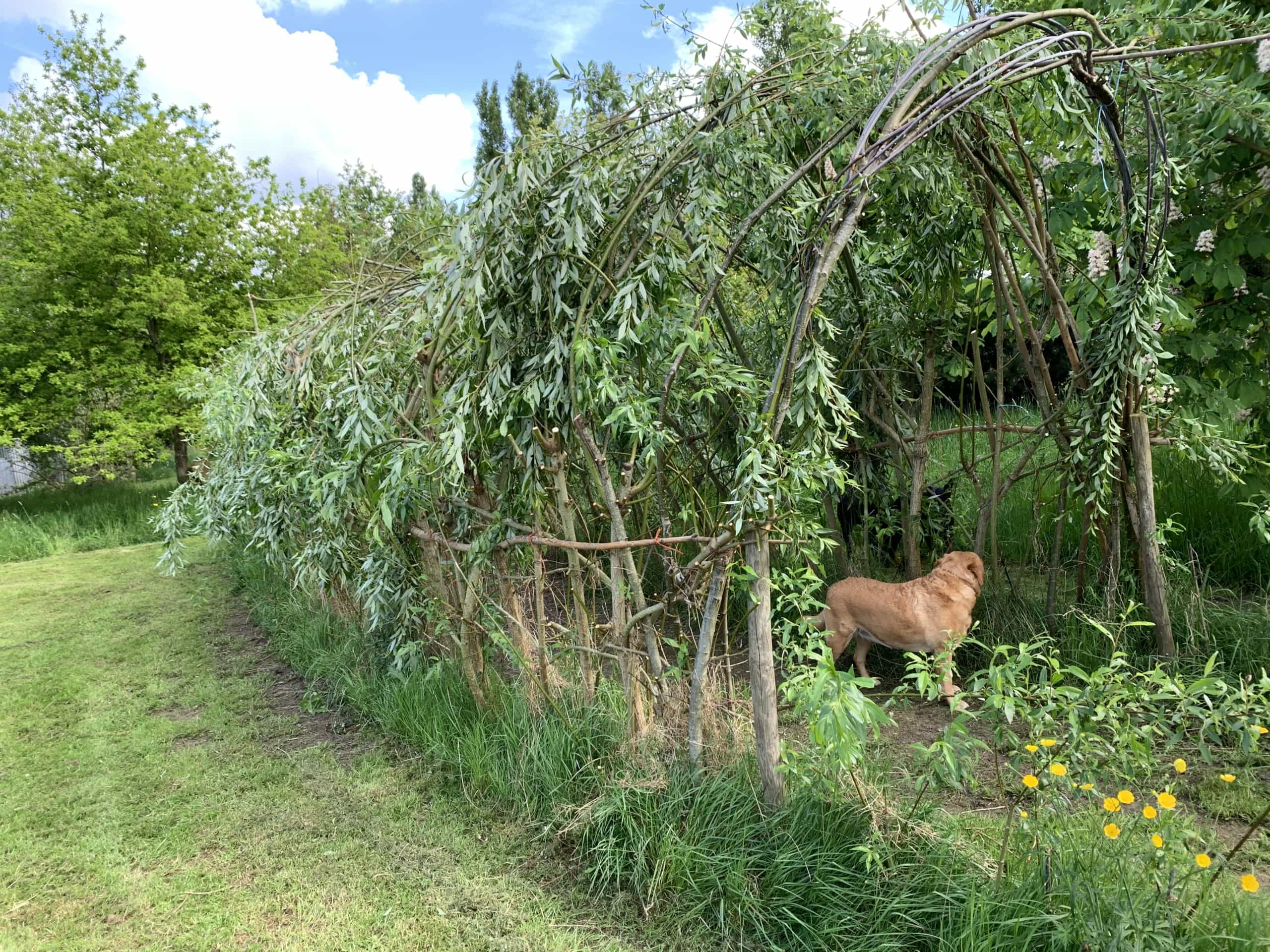 Wilow Walk Finished Pruning Wilow Walk Finished Pruning