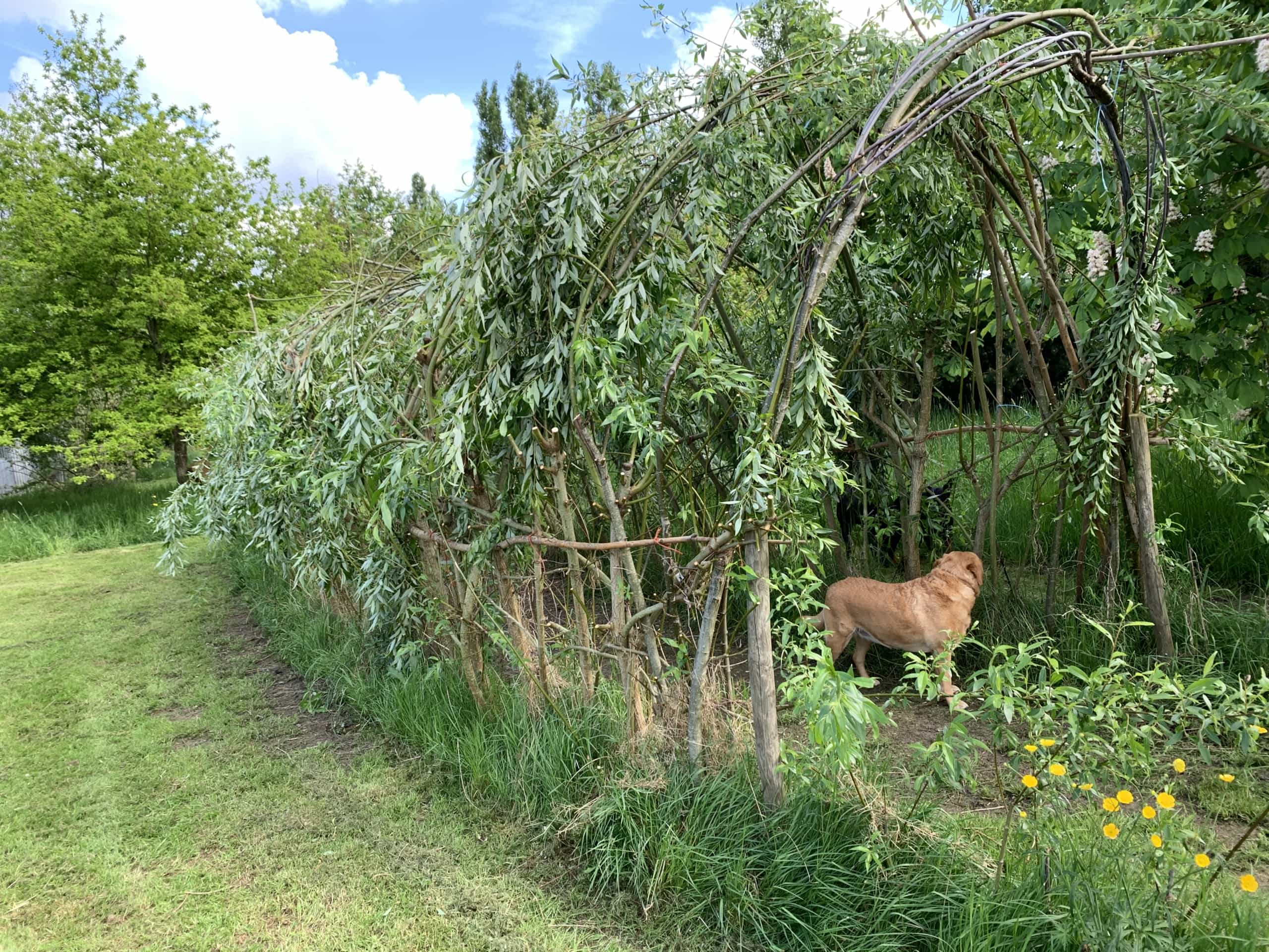 Wilow Walk Finished Pruning