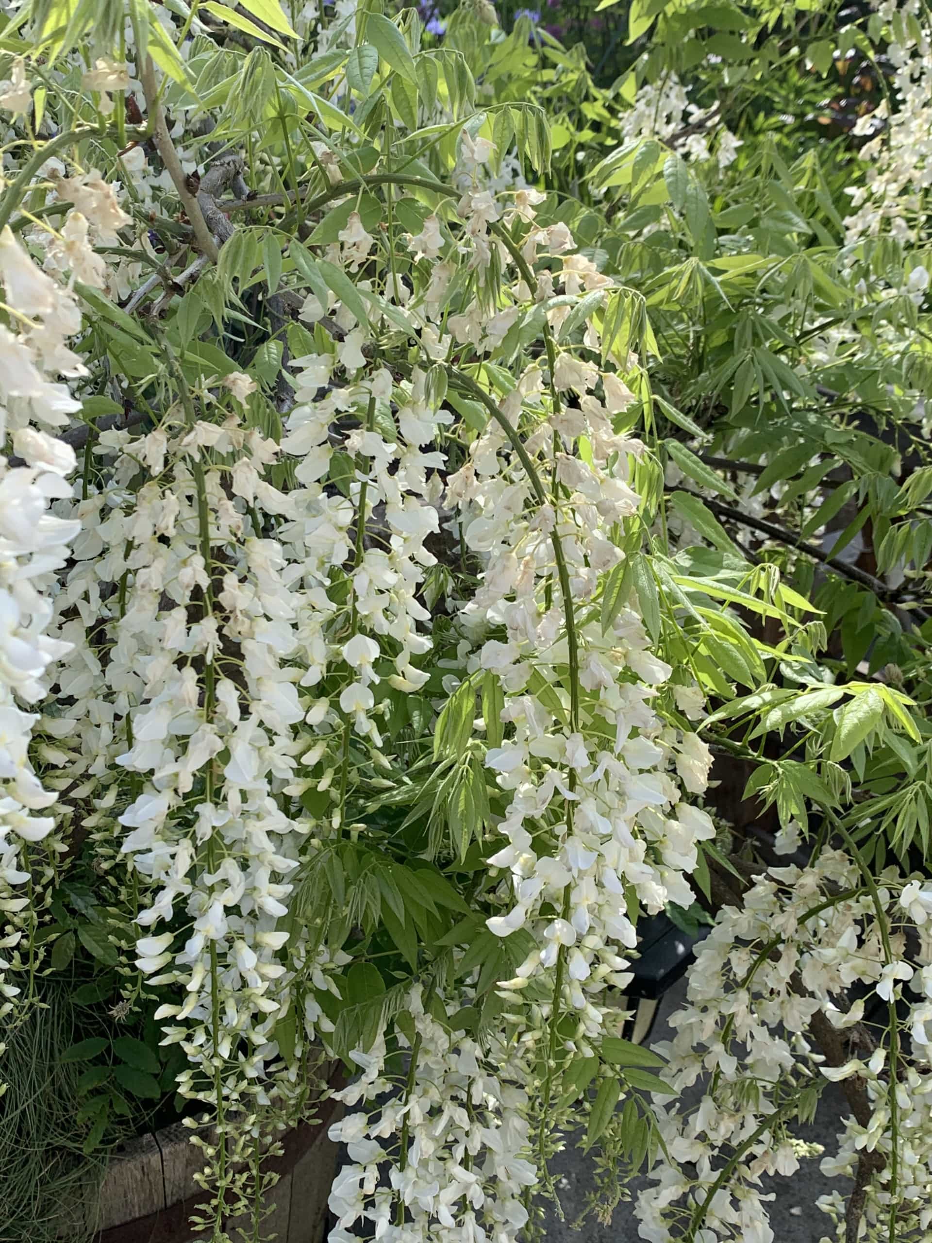 Wisteria Wisteria