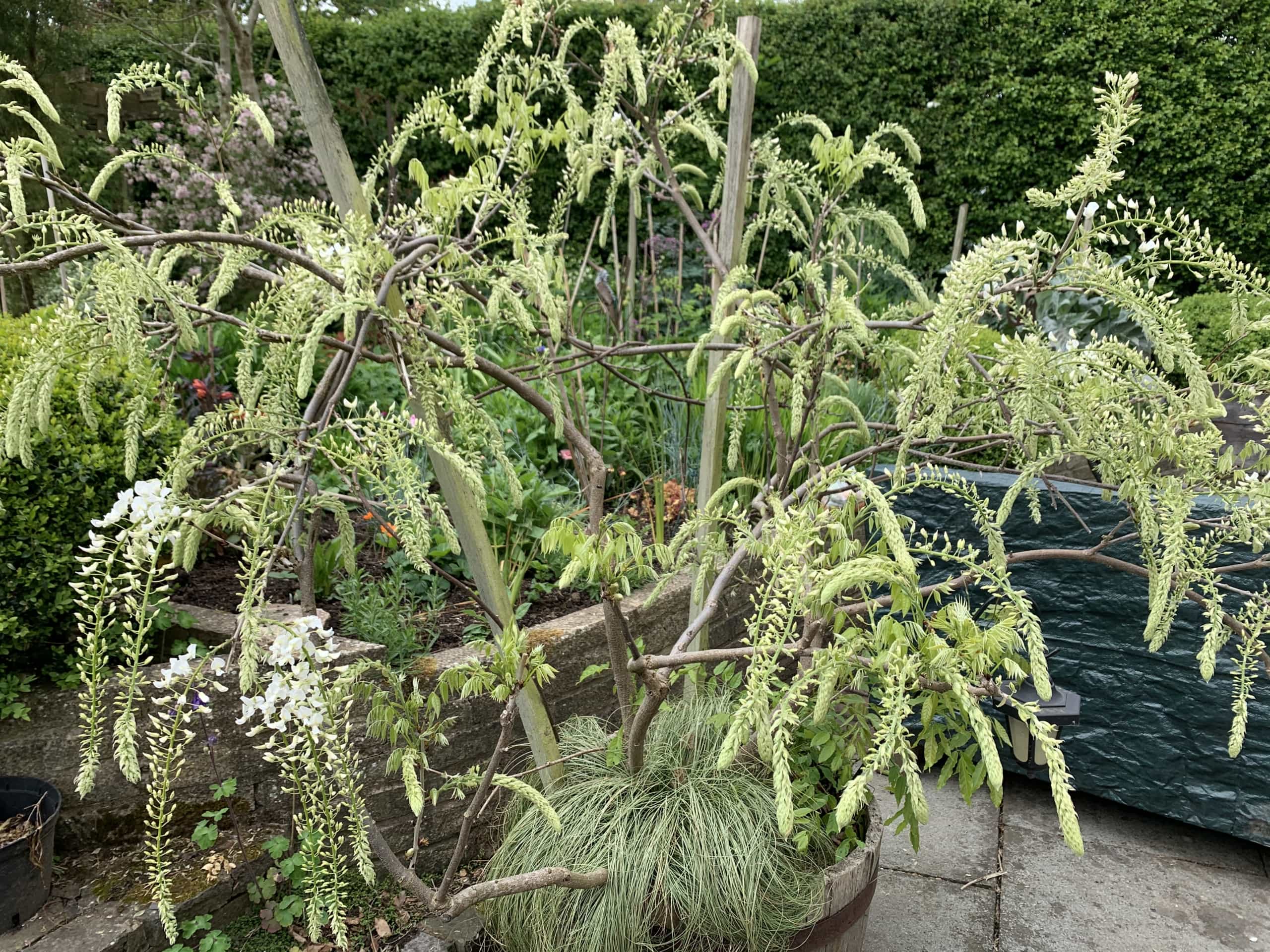 Wisteria Wisteria