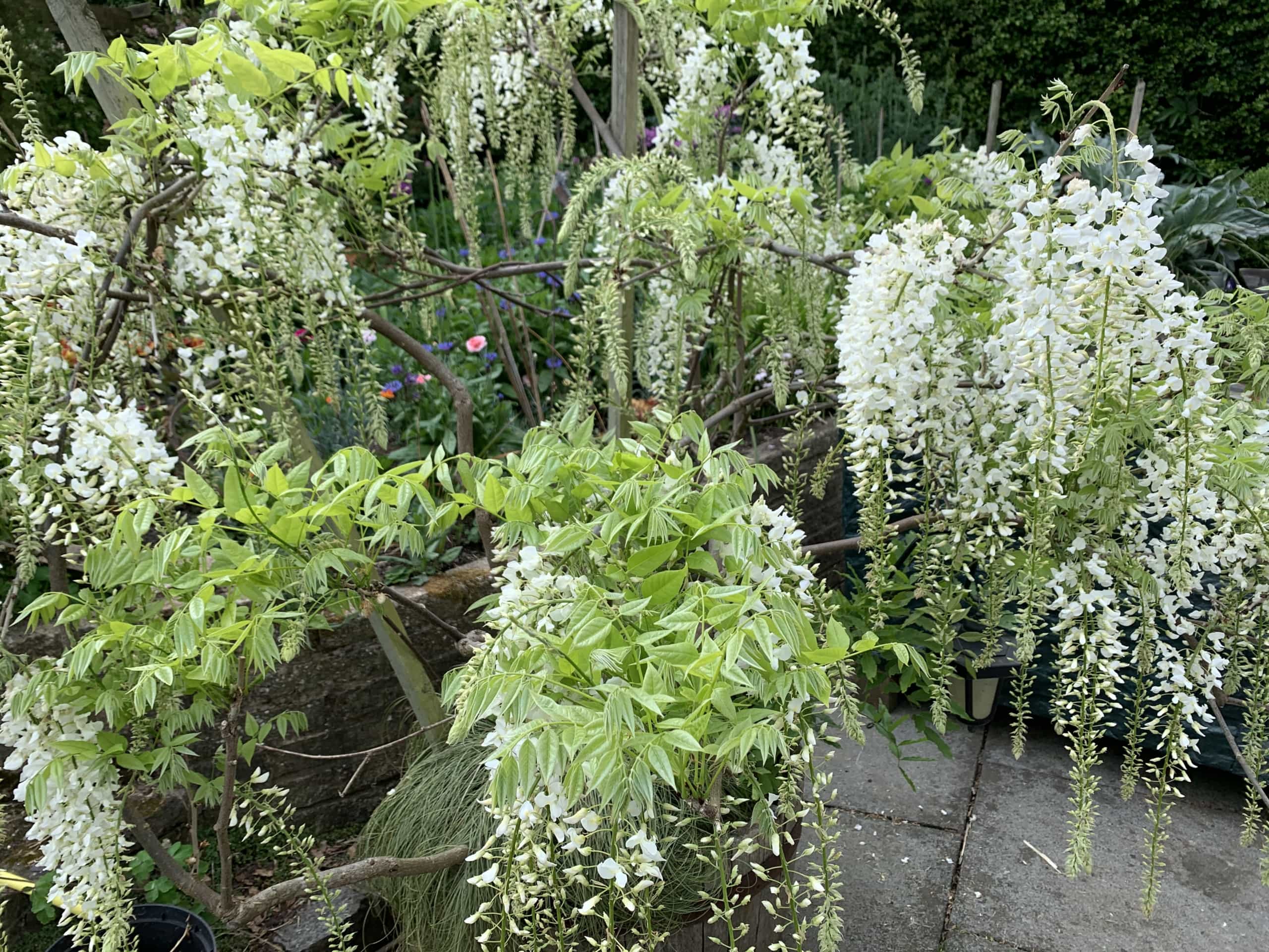Wisteria2 Wisteria2
