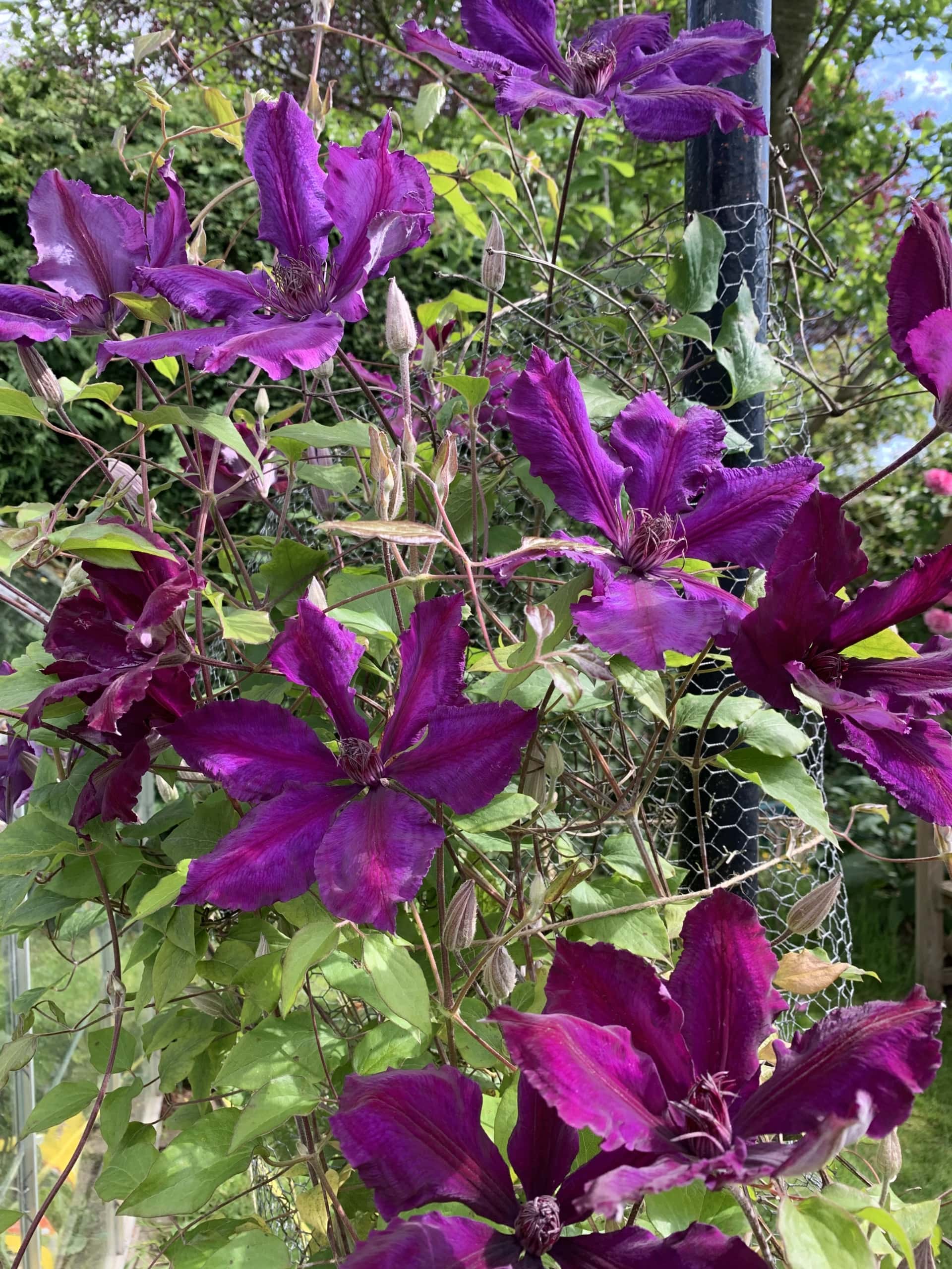 Flower2 Flower2