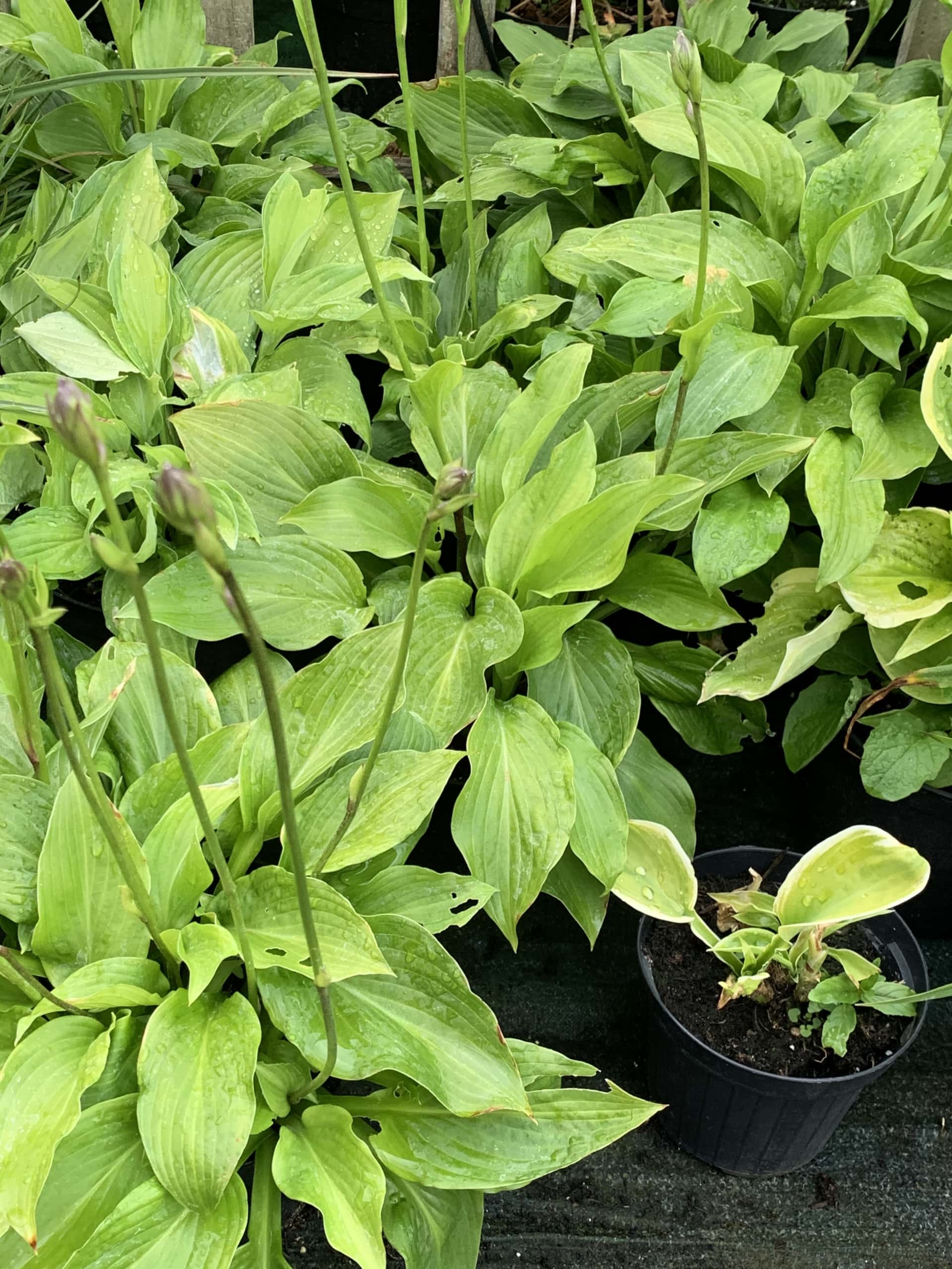Hostas Hostas