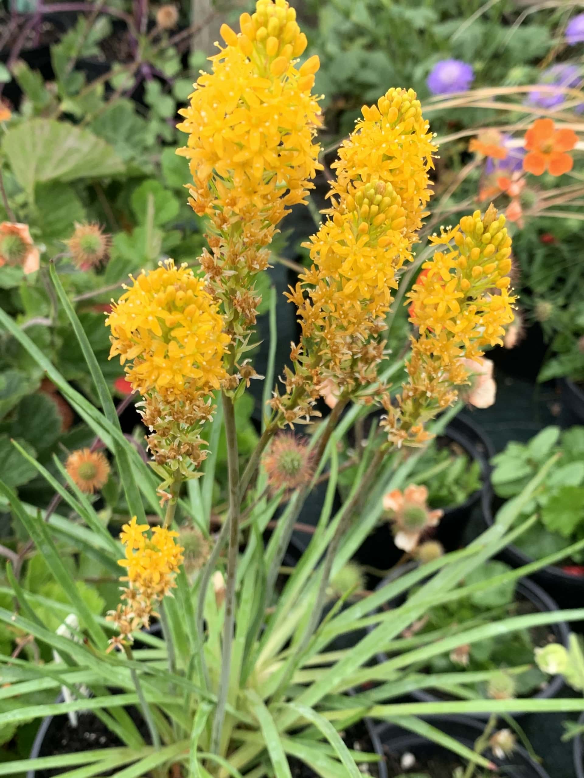 Knipofia Nancys Red Knipofia Nancys Red