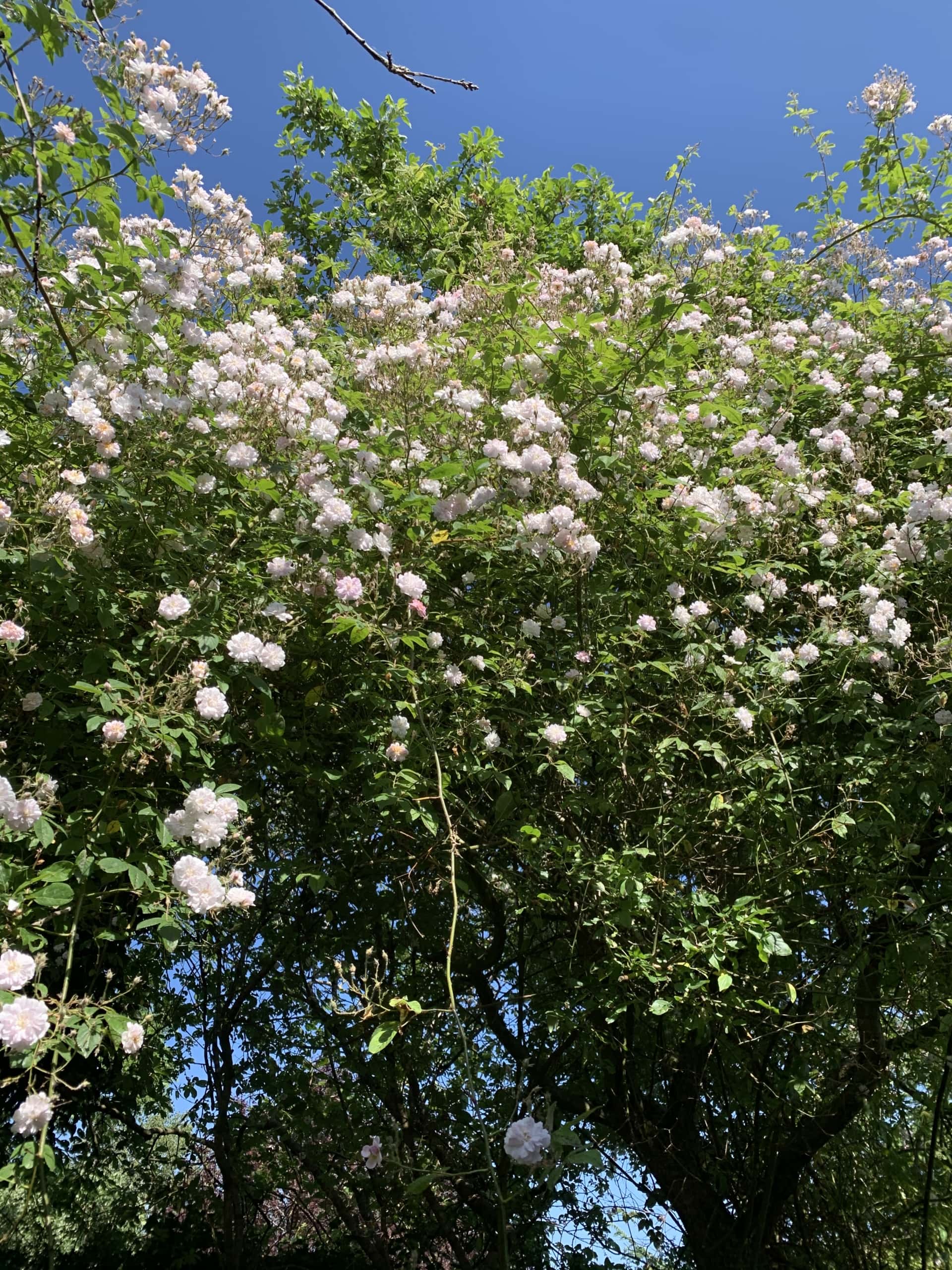 Rosesaimingforsky Rosesaimingforsky