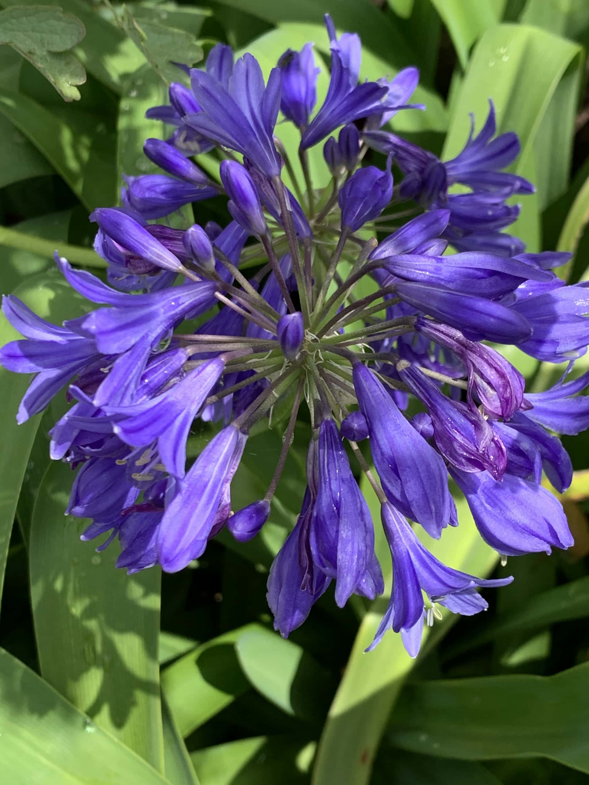 Agapanthus