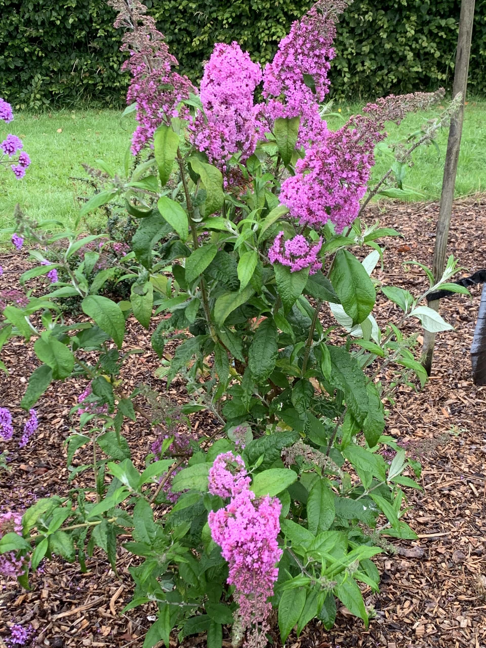 Buddelia