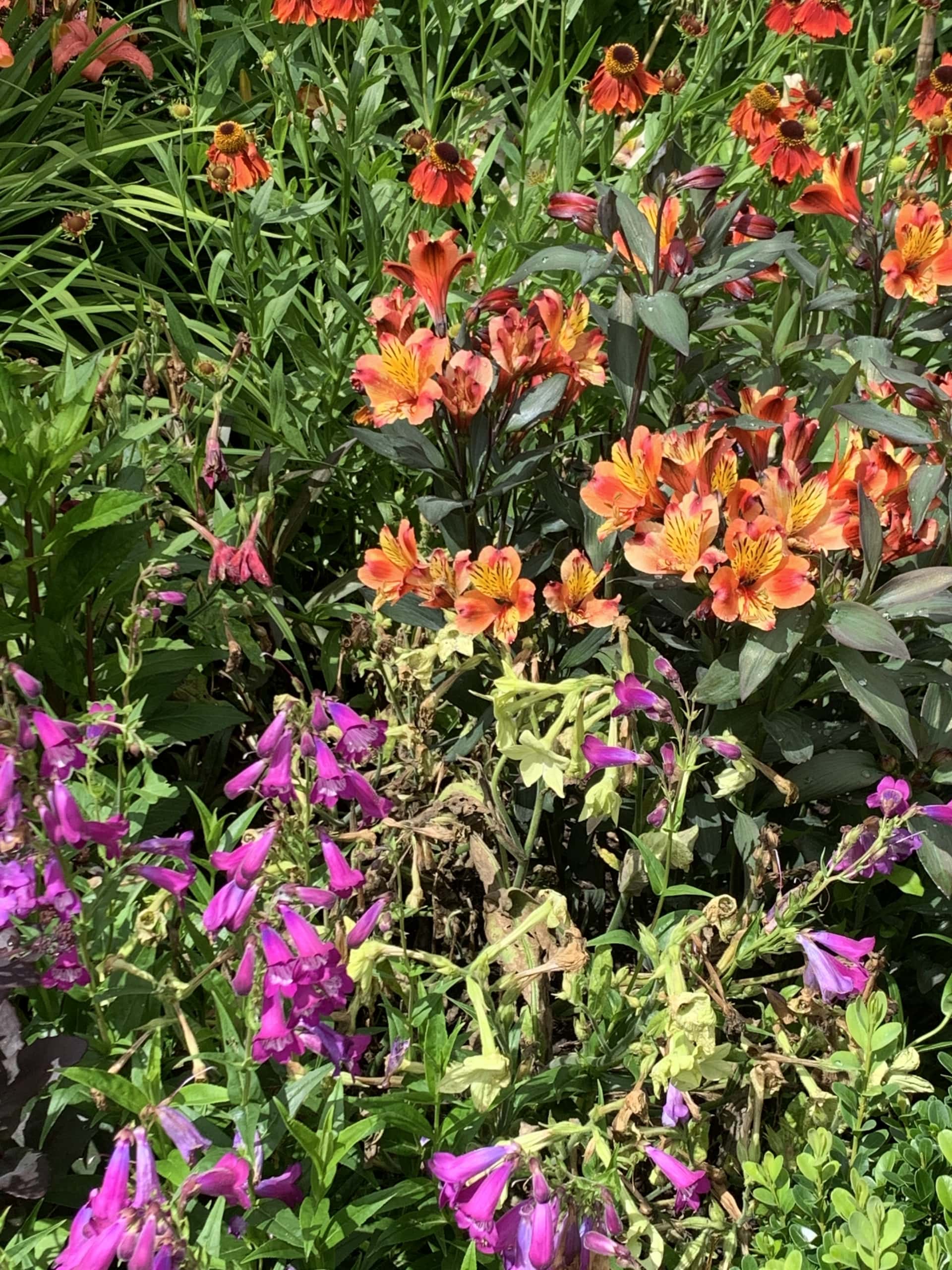 Flower Flower