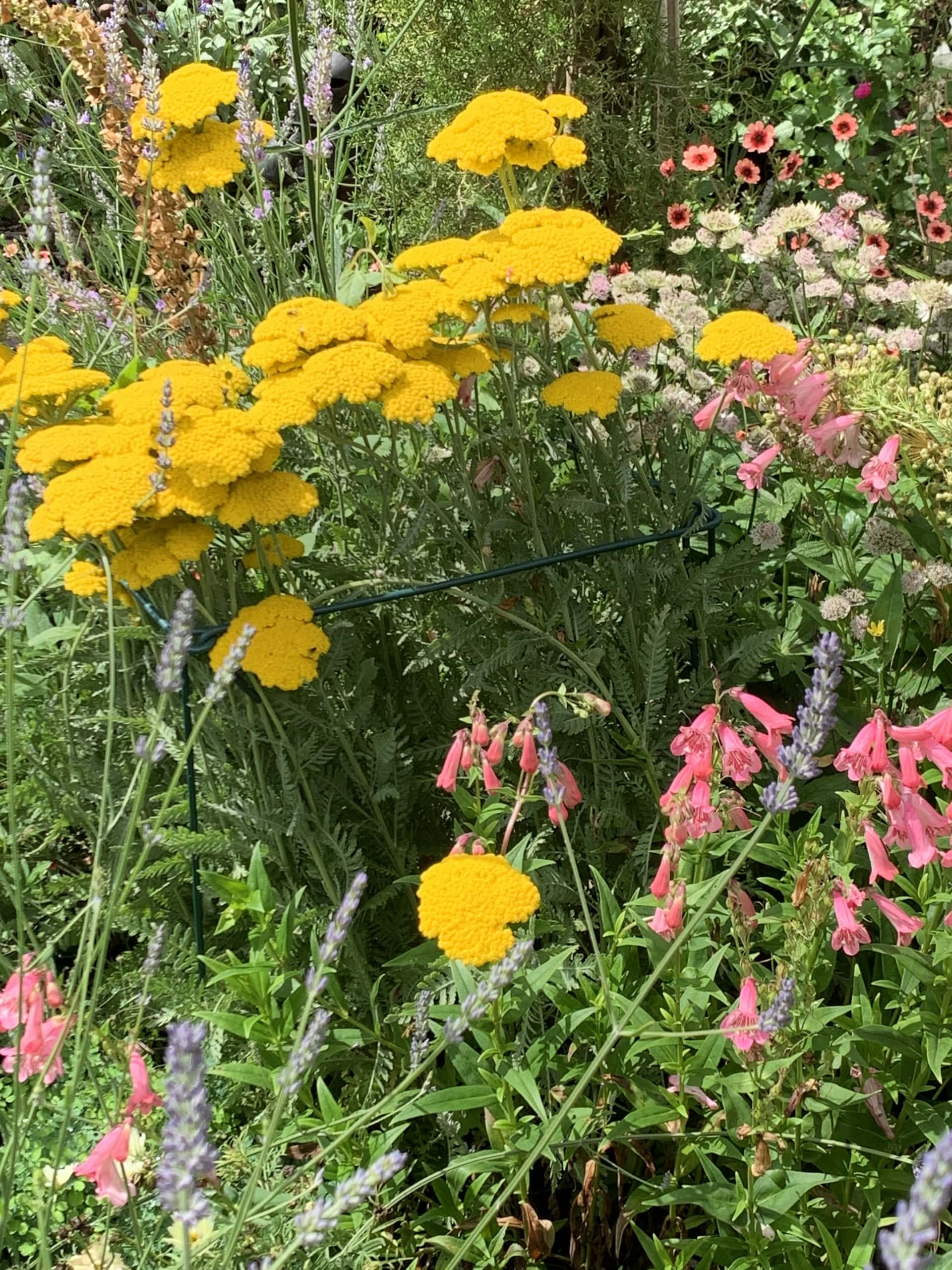 Flower2 Flower2