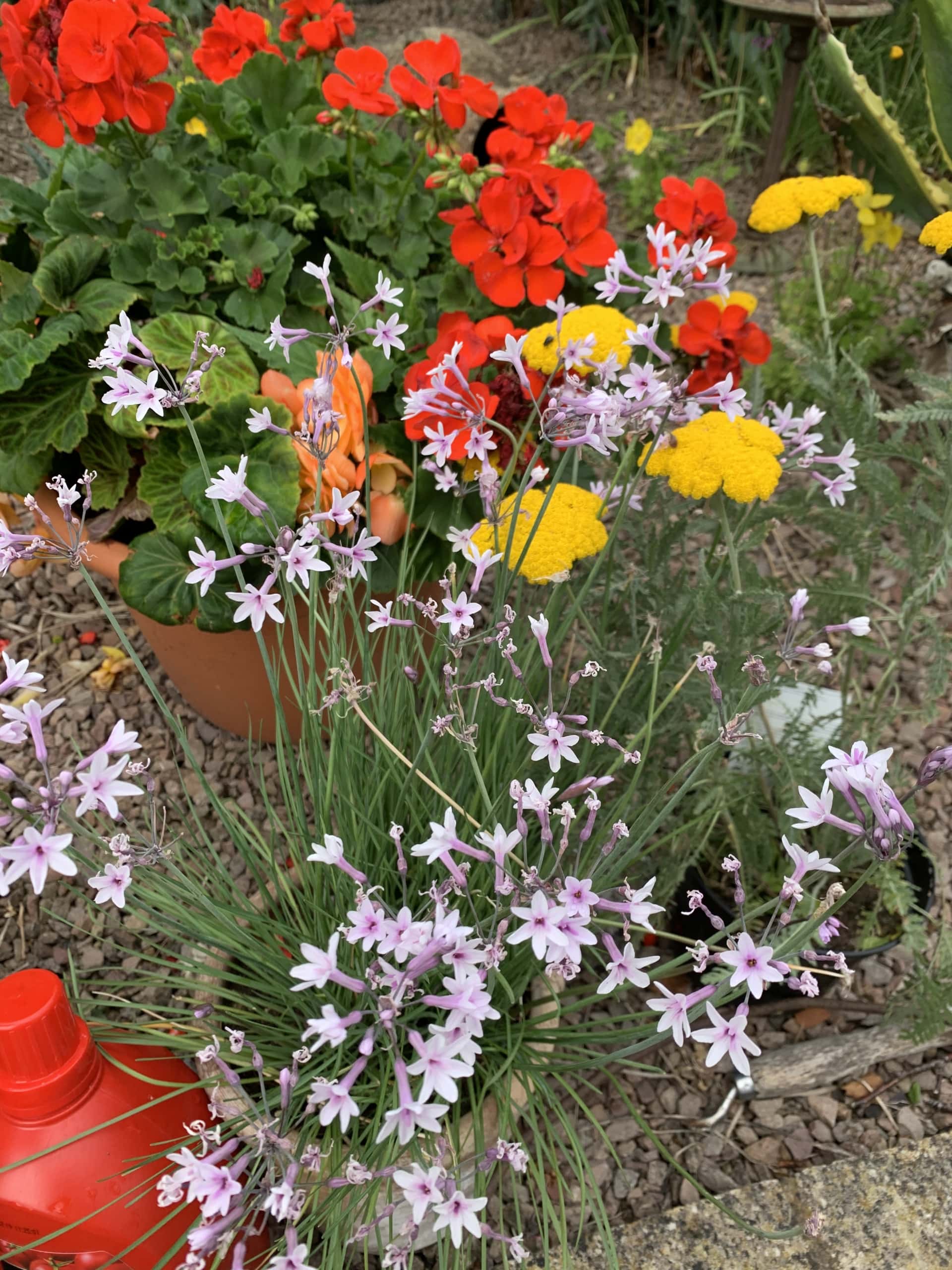 Flower4 Flower4