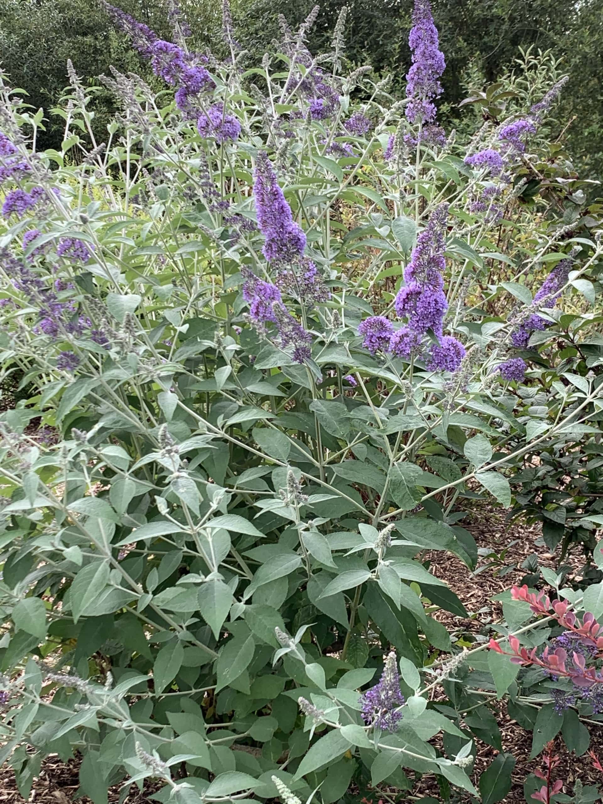 Purple Purple