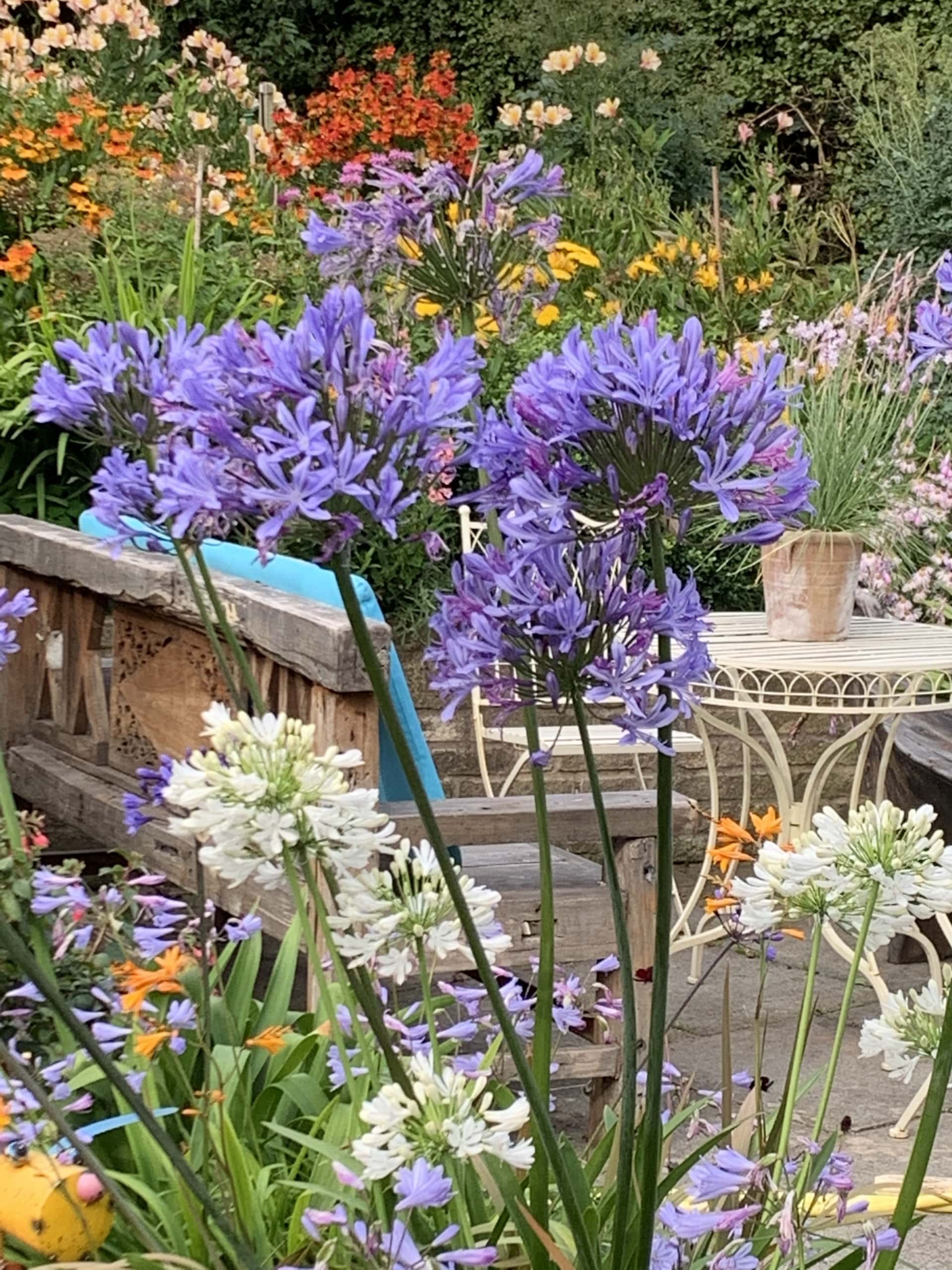 Purple2 Purple2