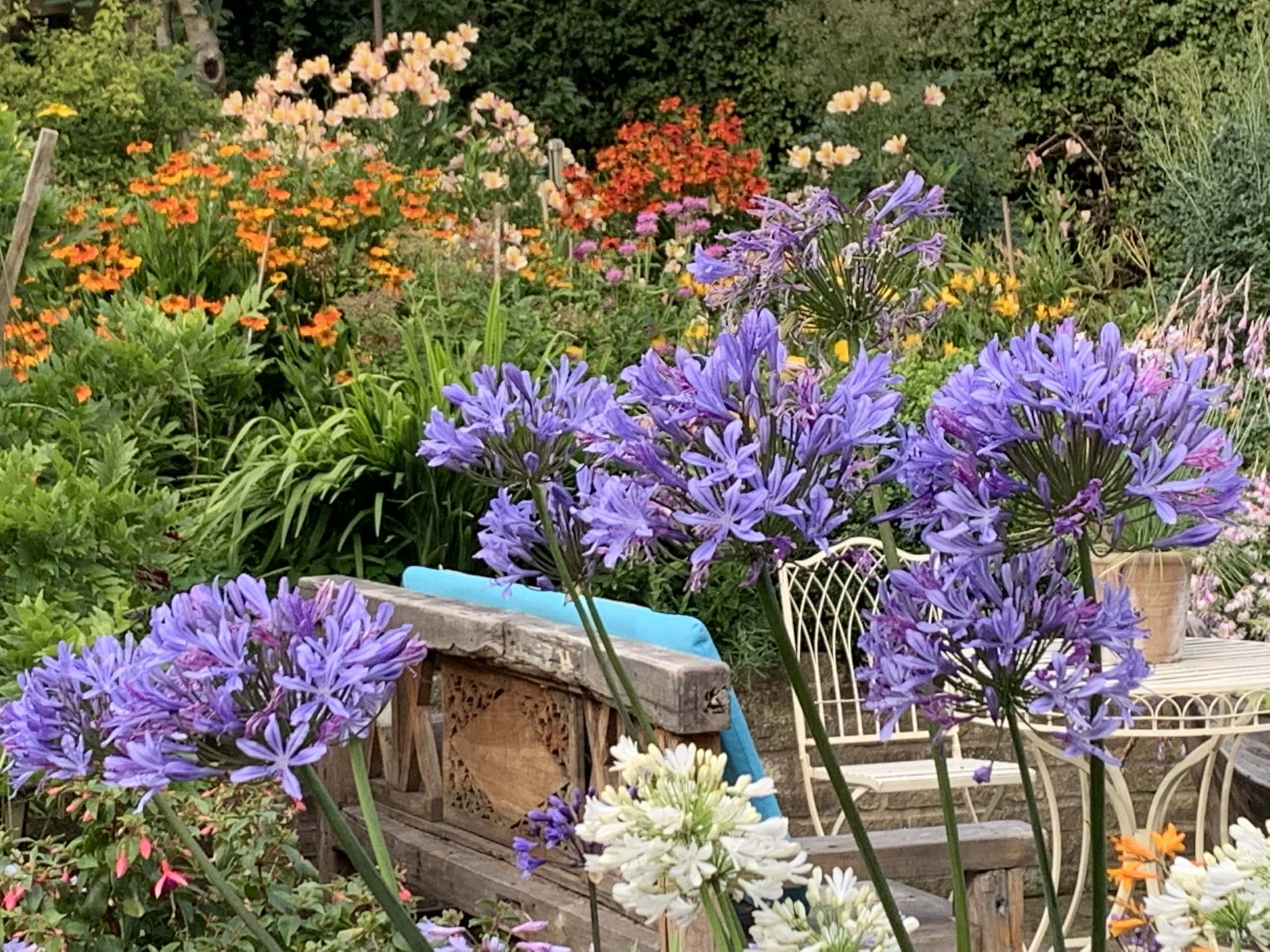 Purple3 Purple3