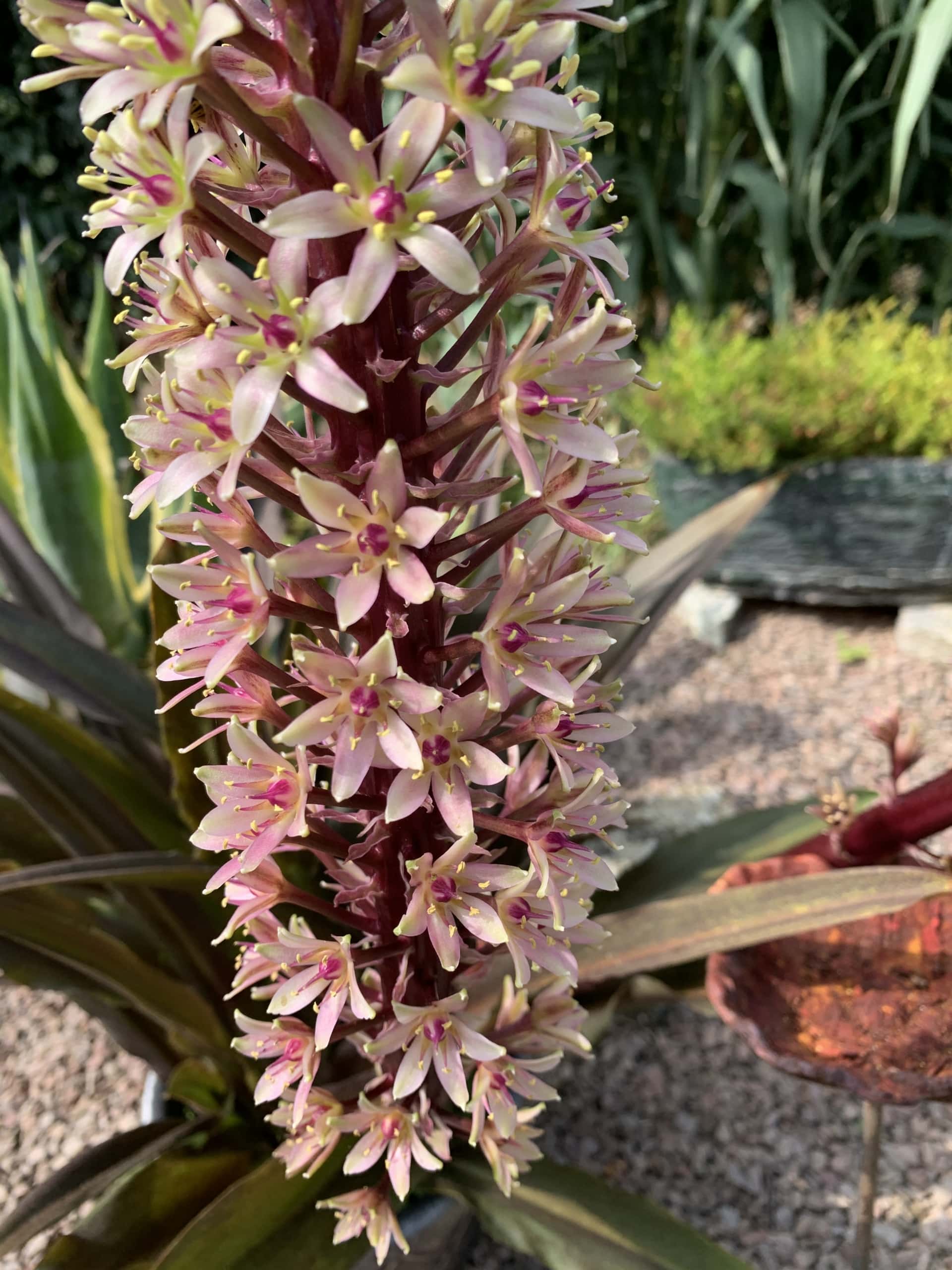 Flower33 Flower33
