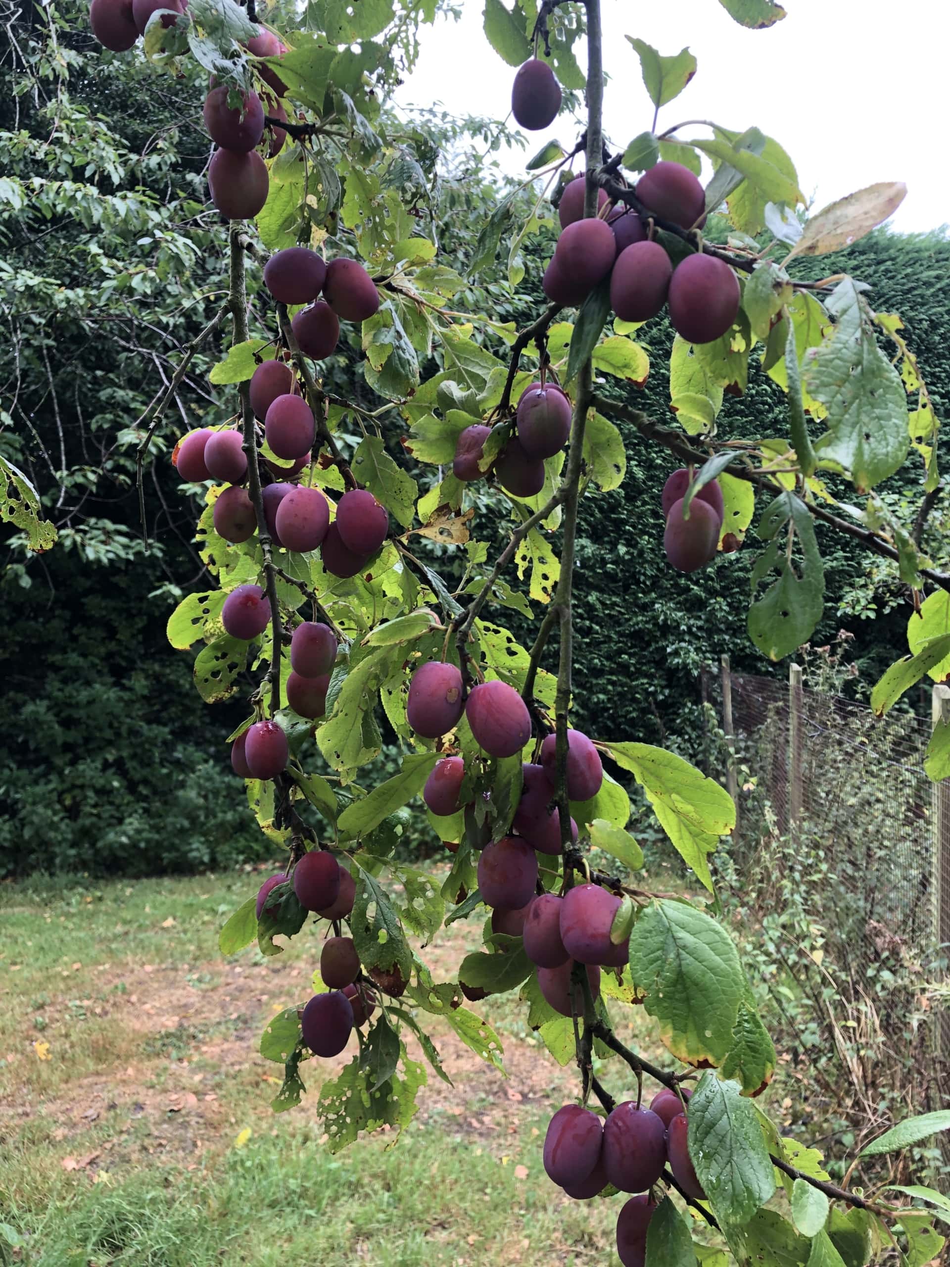 Plums