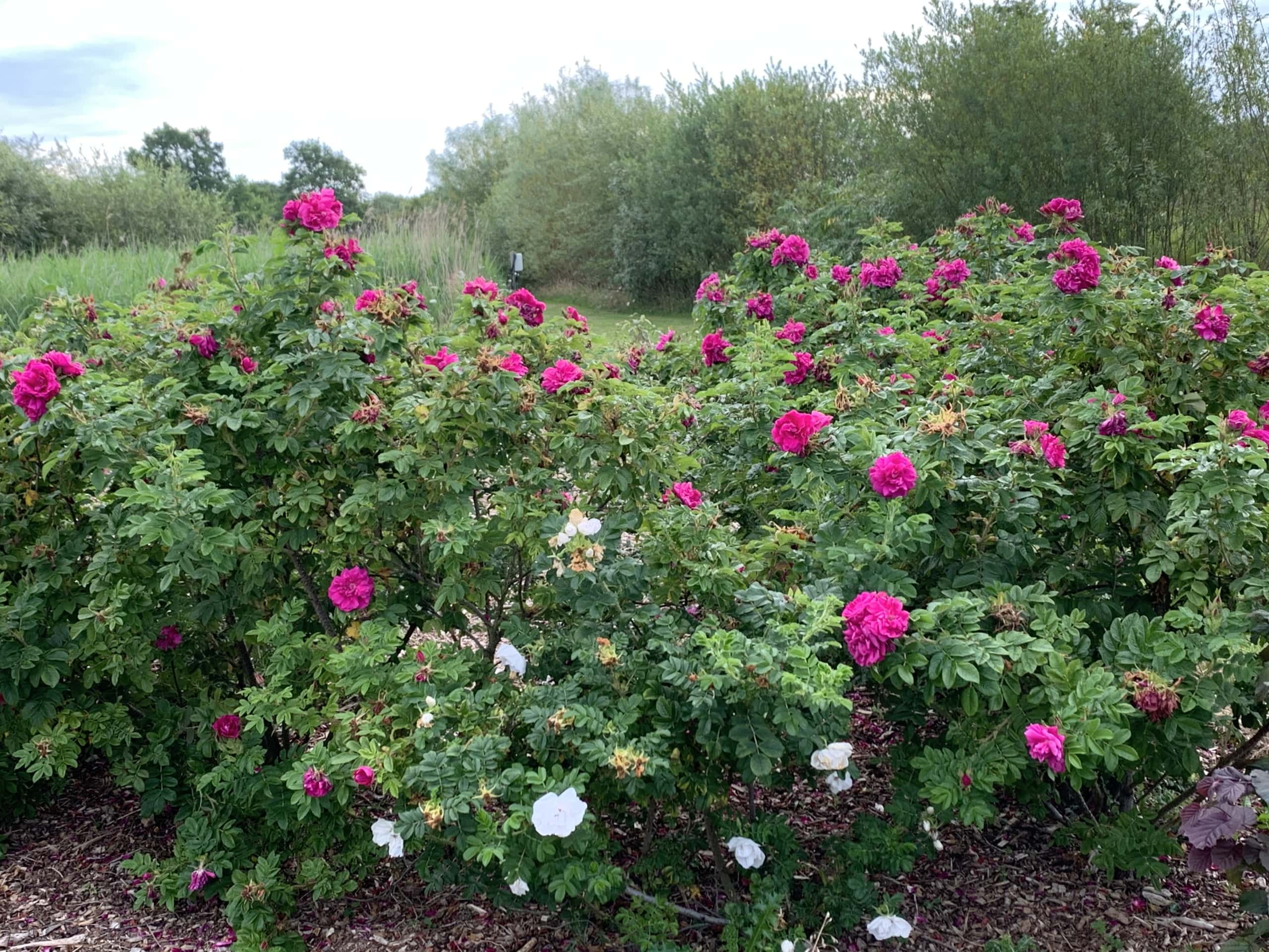 Roses Roses