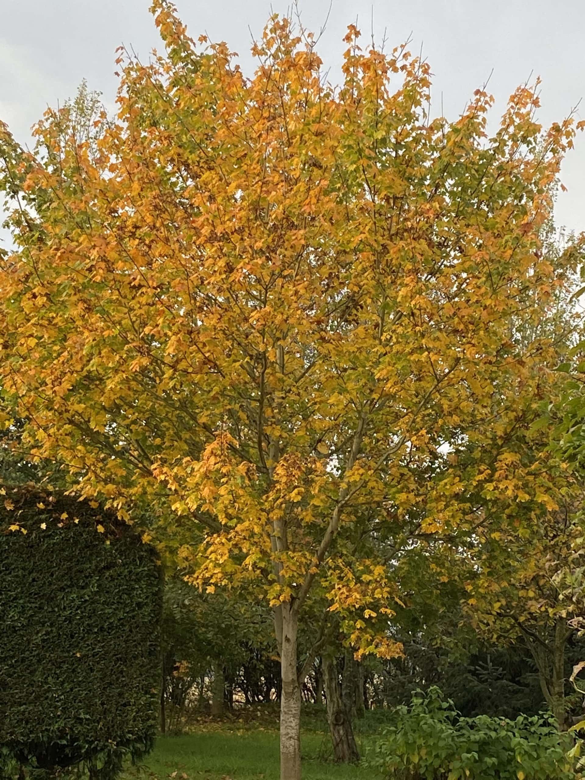 7 7