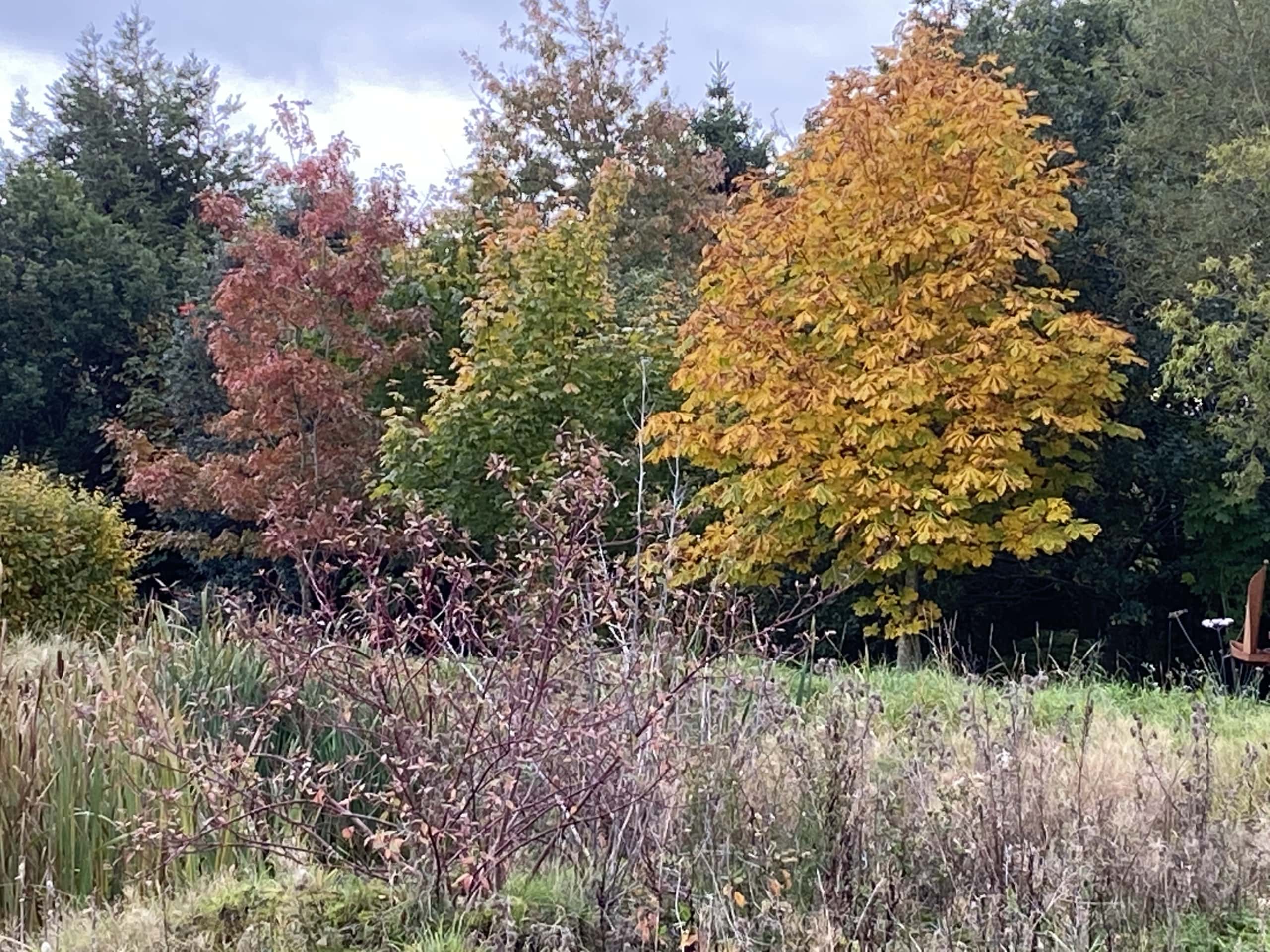 Autum1 Autum1